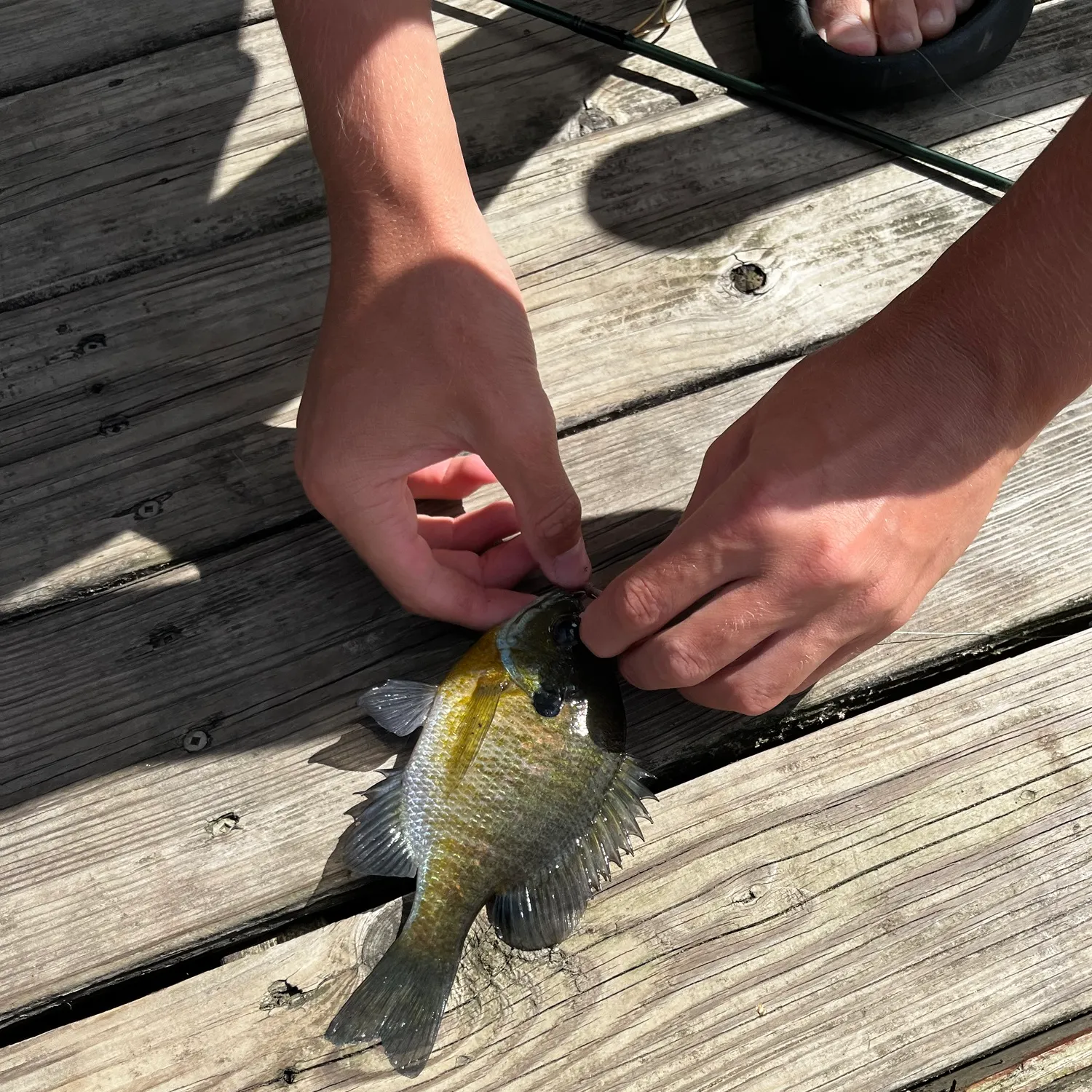 Bluegill caught on Fishbrain