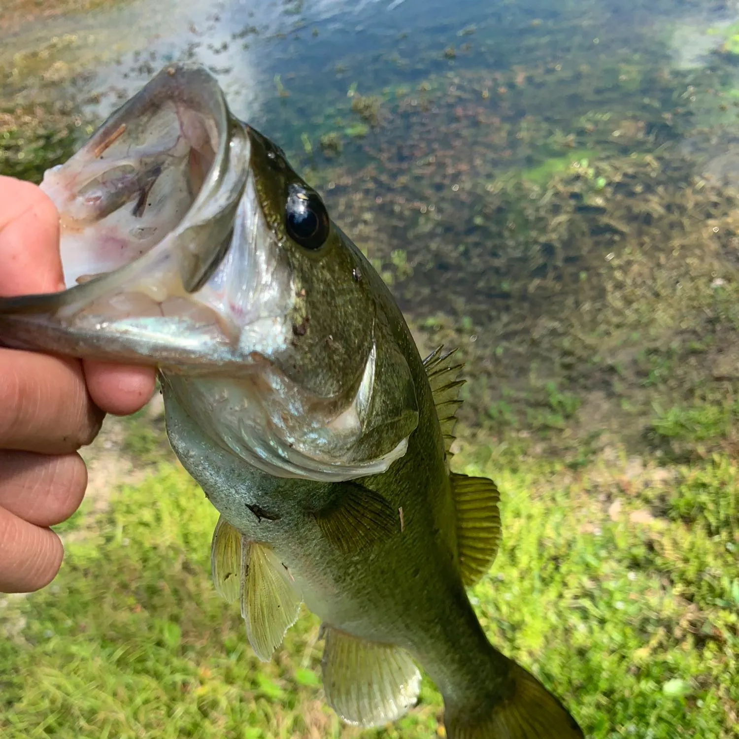 Fish caught on Fishbrain