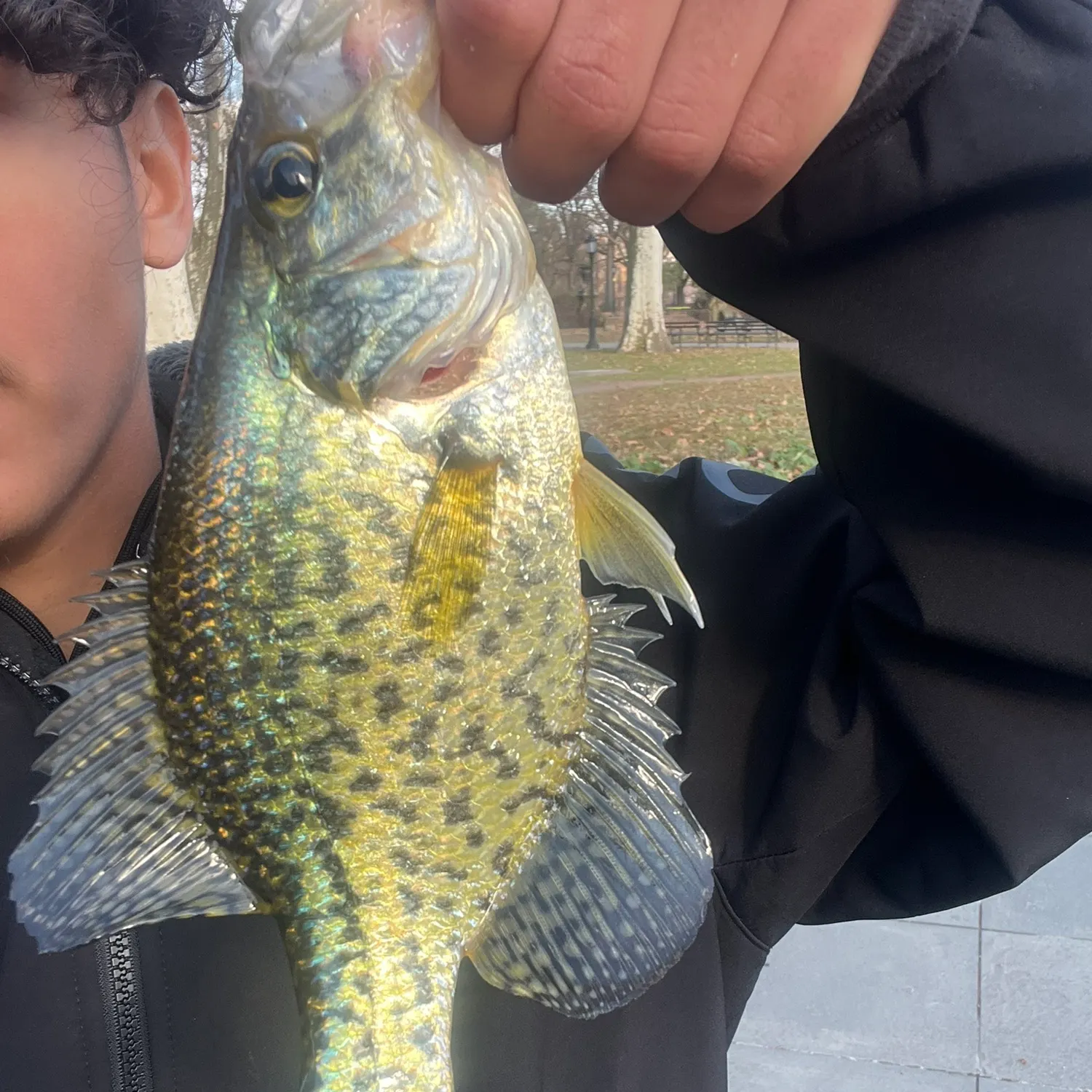The most recent Black crappie catches on Fishbrain