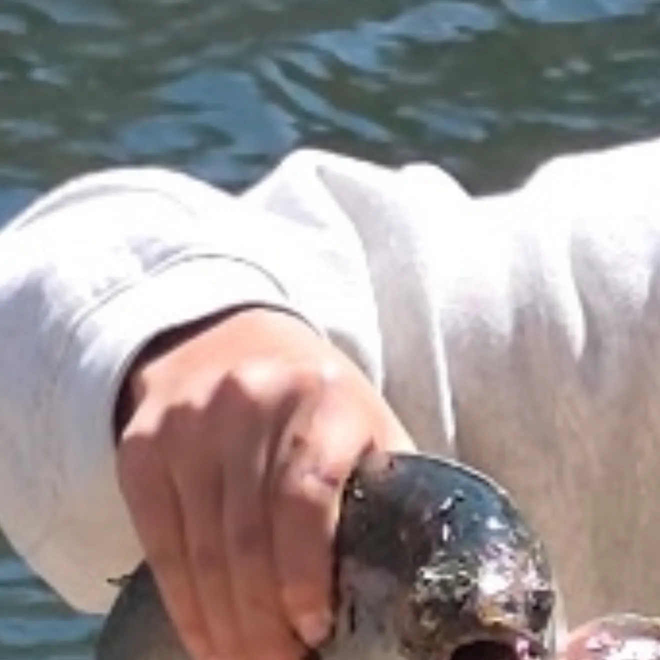 Rainbow trout caught on Fishbrain