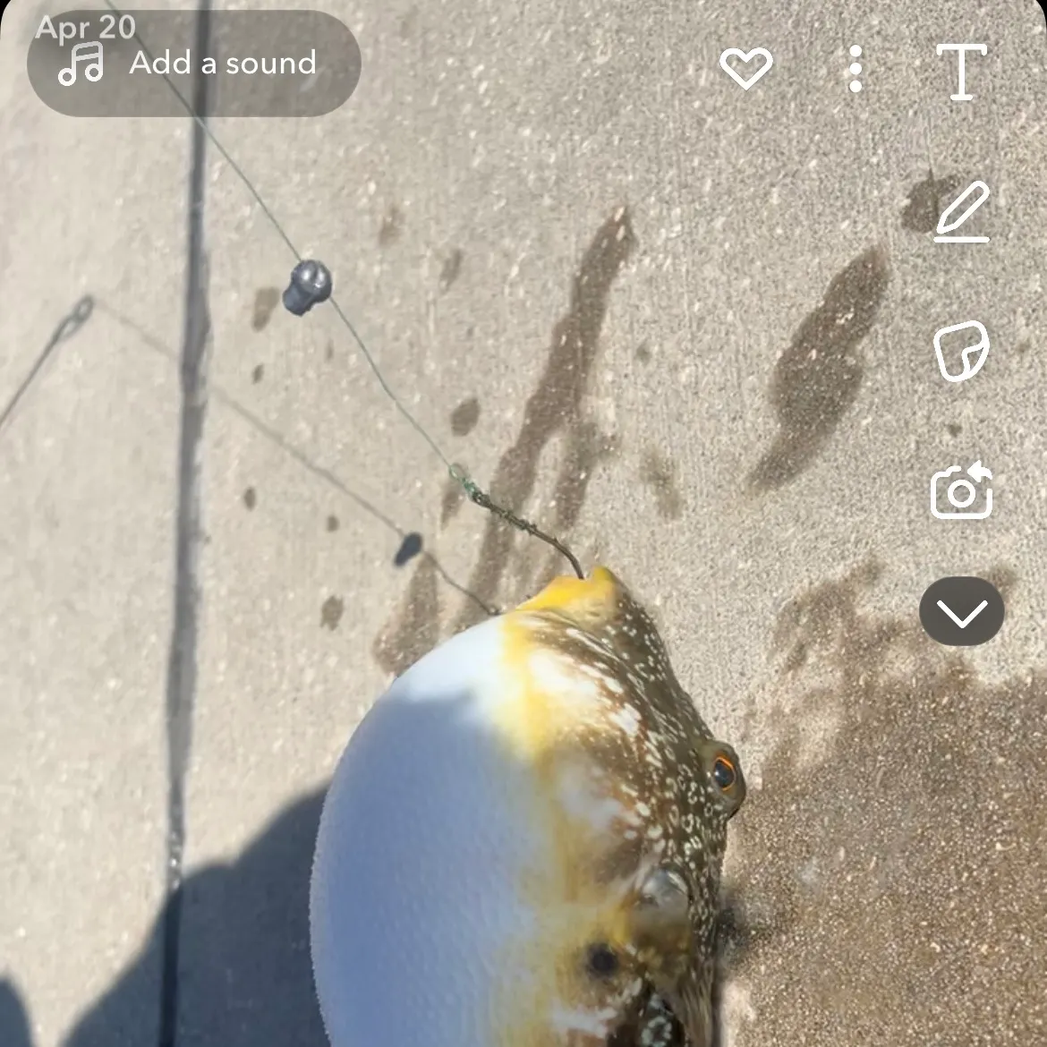 recently logged catches