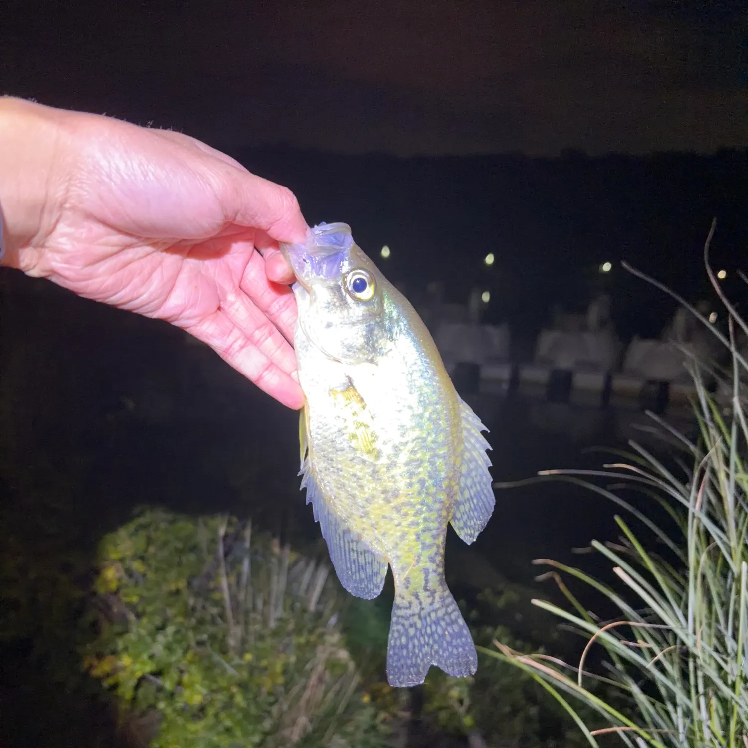 Black crappie caught on Fishbrain
