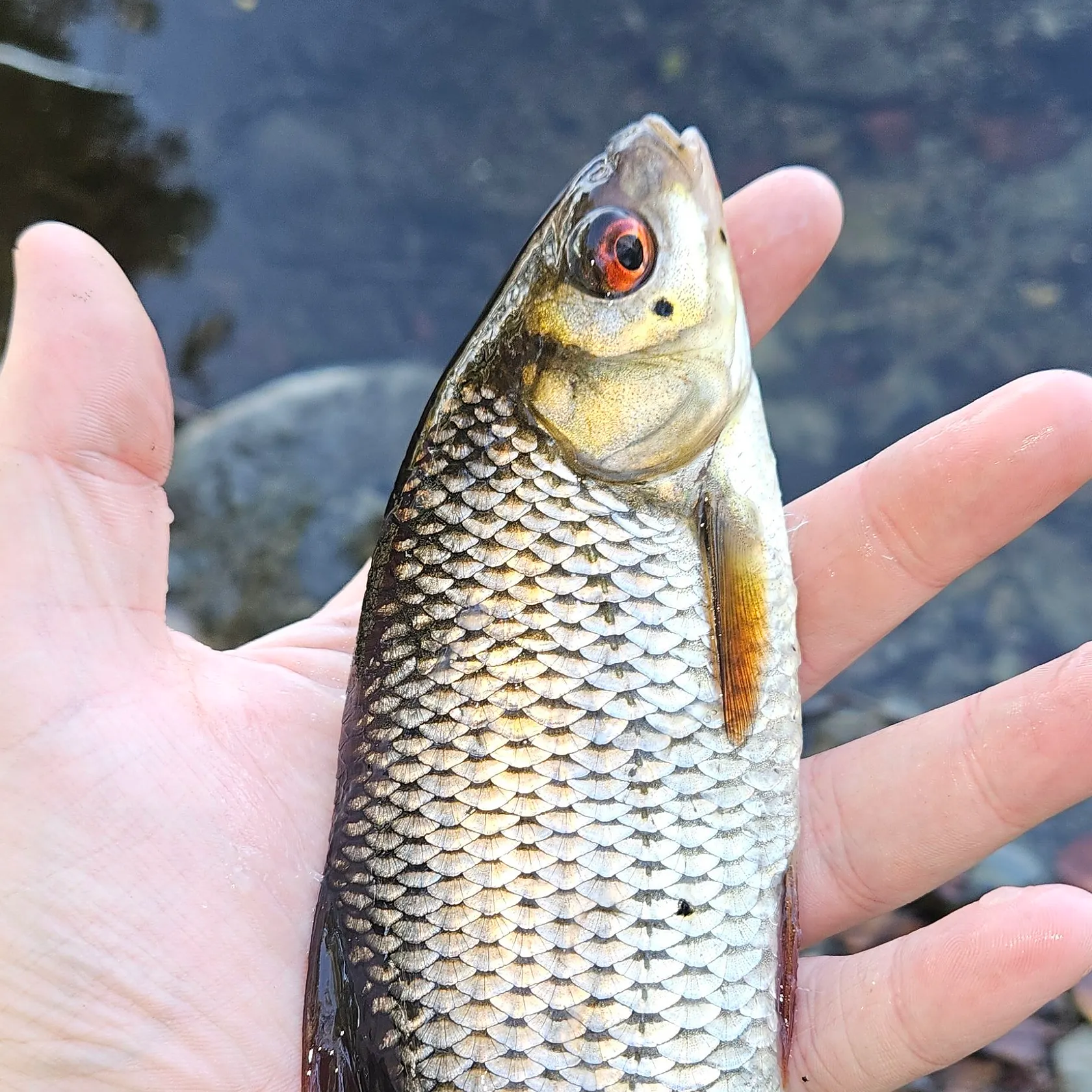 Common roach caught on Fishbrain