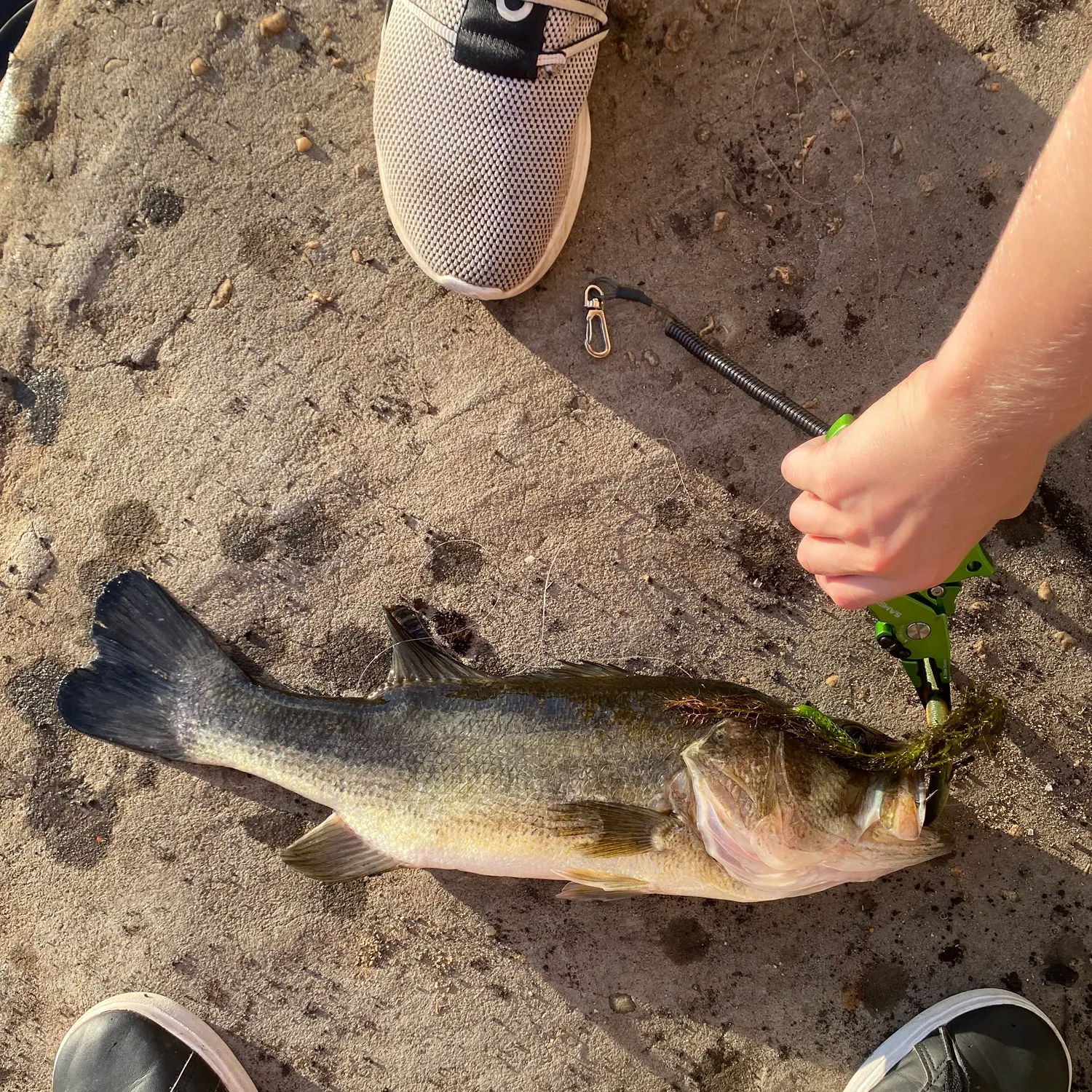 The most recent Largemouth bass catches on Fishbrain