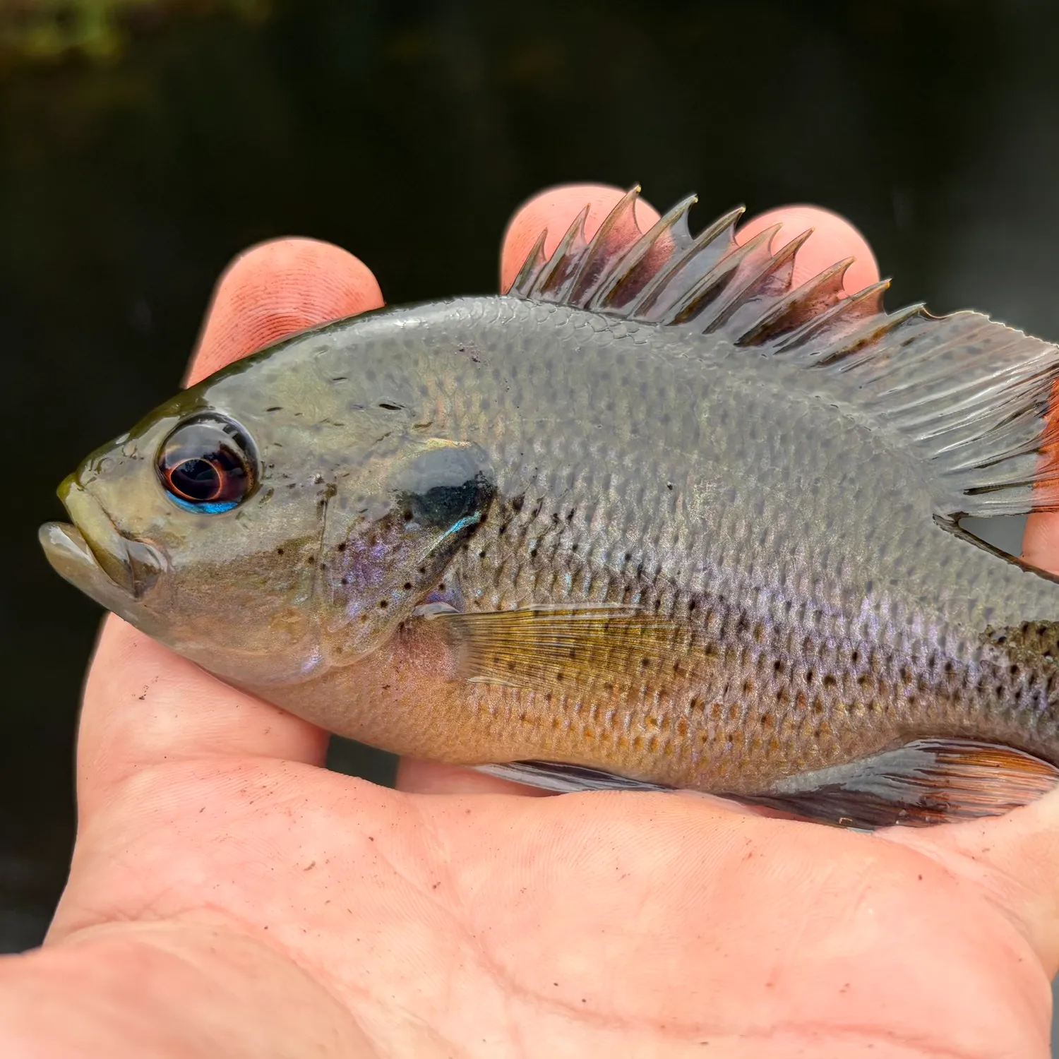 Spotted sunfish caught on Fishbrain