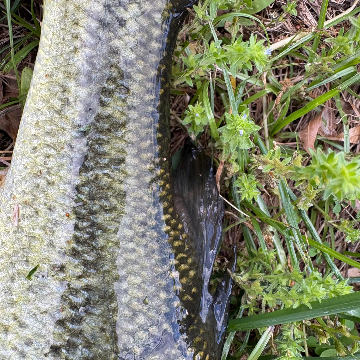 The most recent Grass pickerel catches on Fishbrain