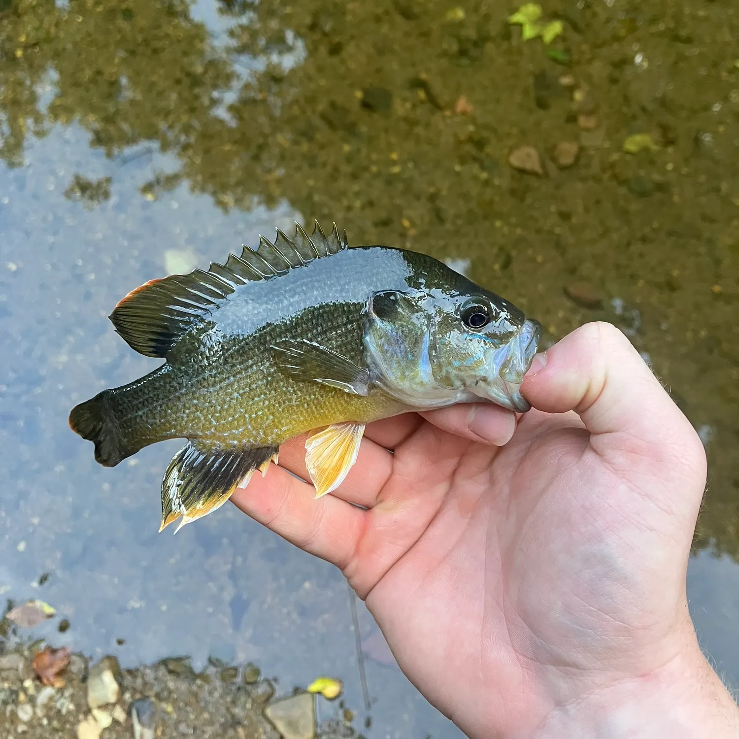 Green sunfish caught on Fishbrain