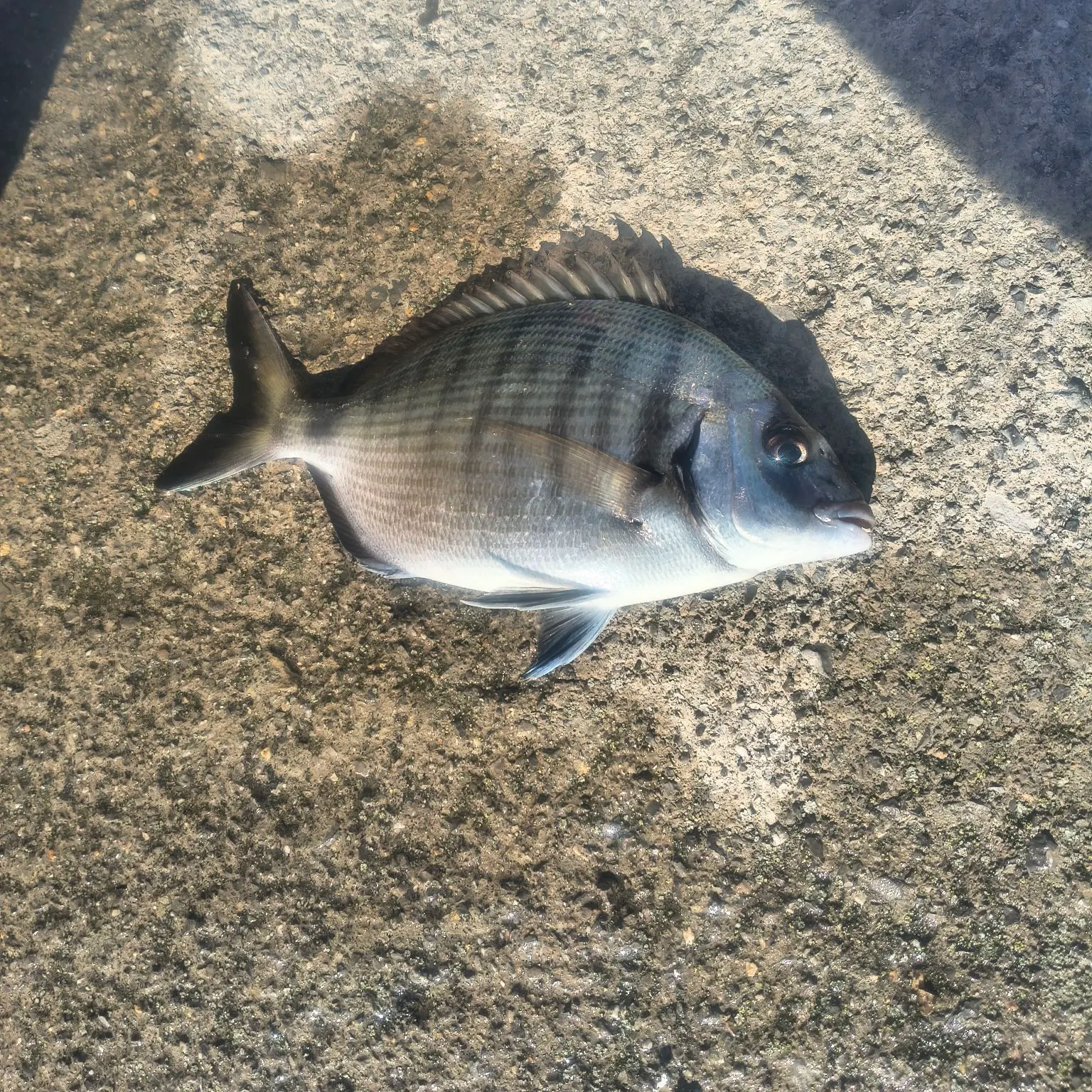 The most recent White seabream catches on Fishbrain