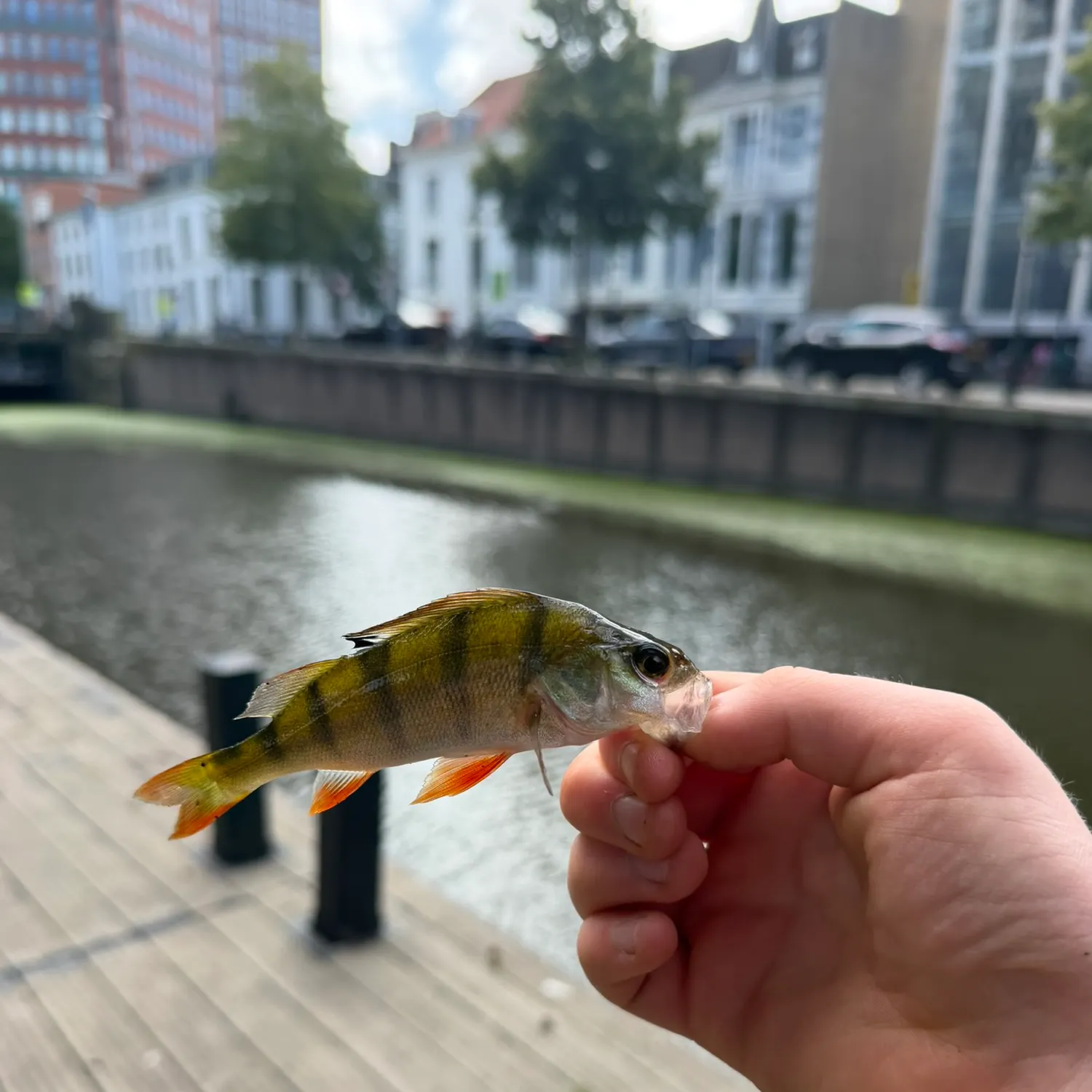 European perch caught on Fishbrain