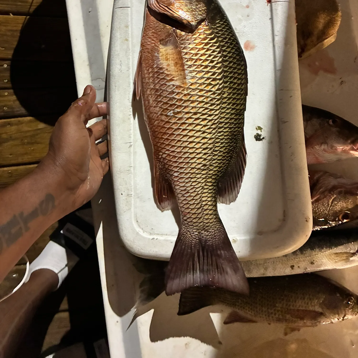 recently logged catches