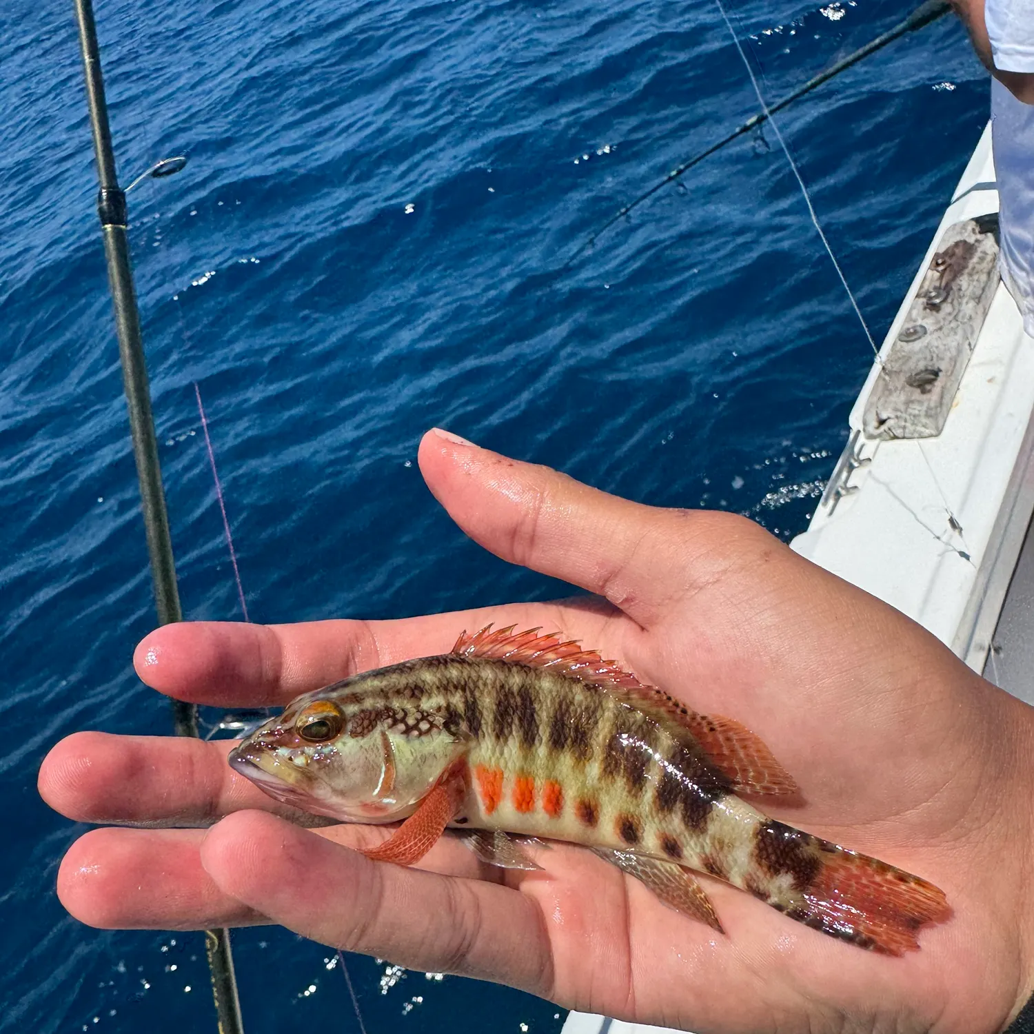 The most recent Barred serrano catches on Fishbrain