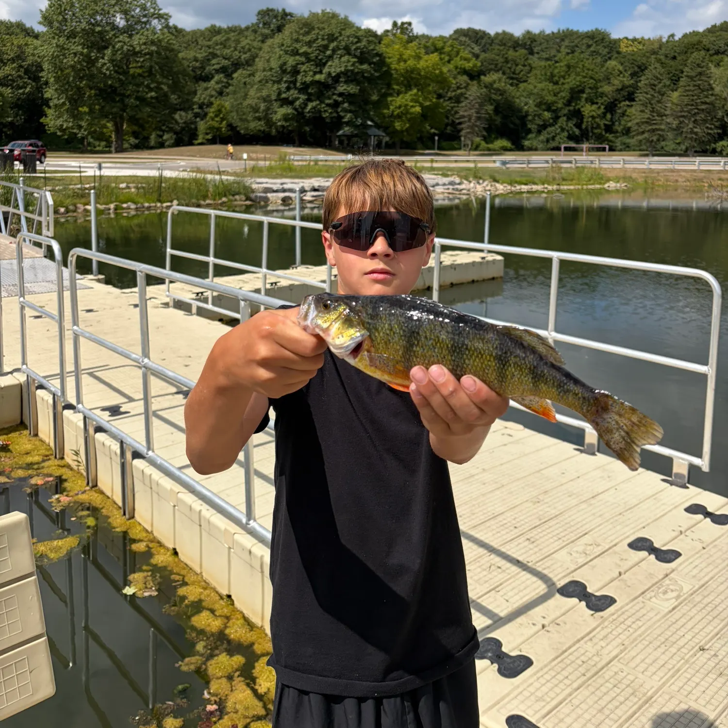 Yellow perch caught on Fishbrain