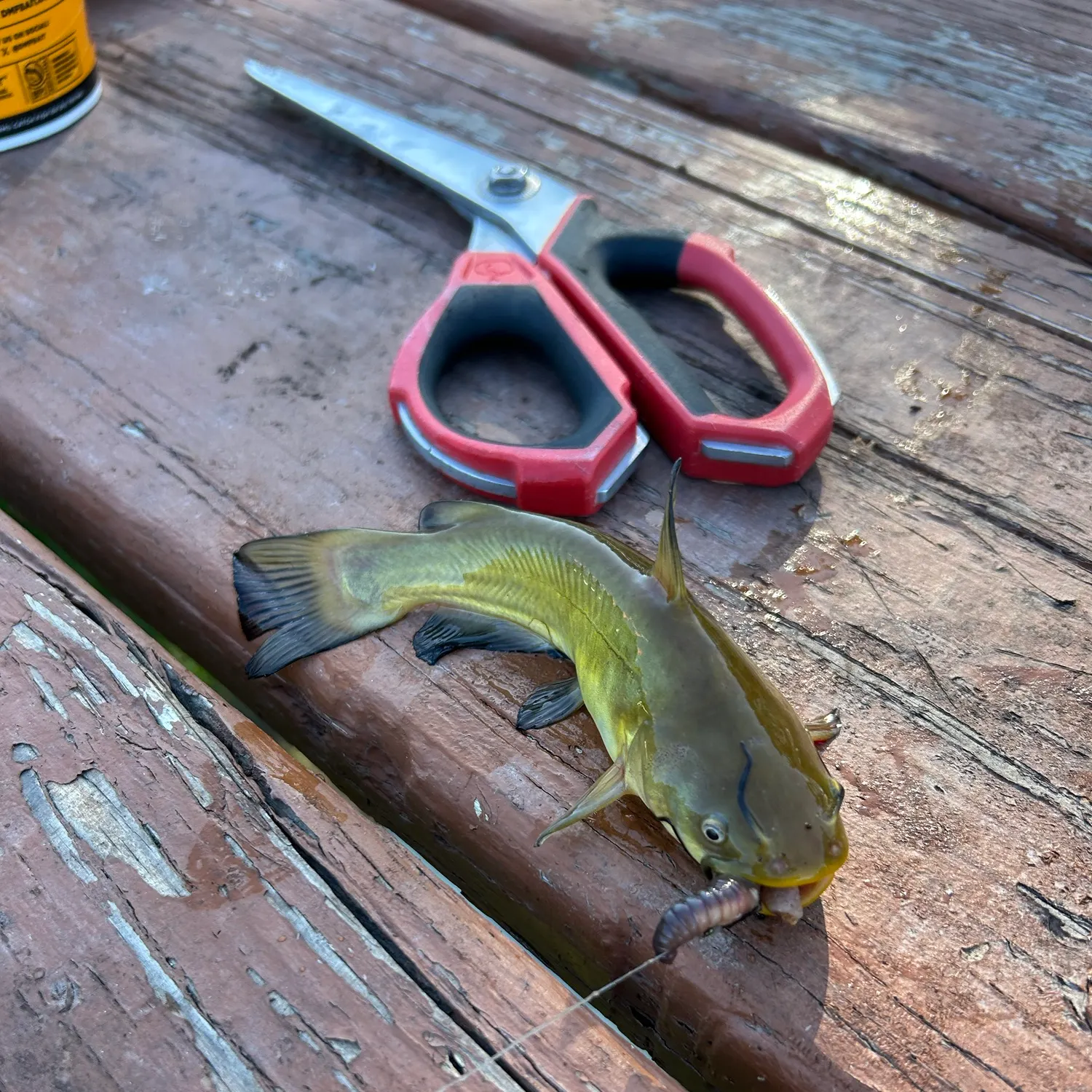 Yellow bullhead caught on Fishbrain