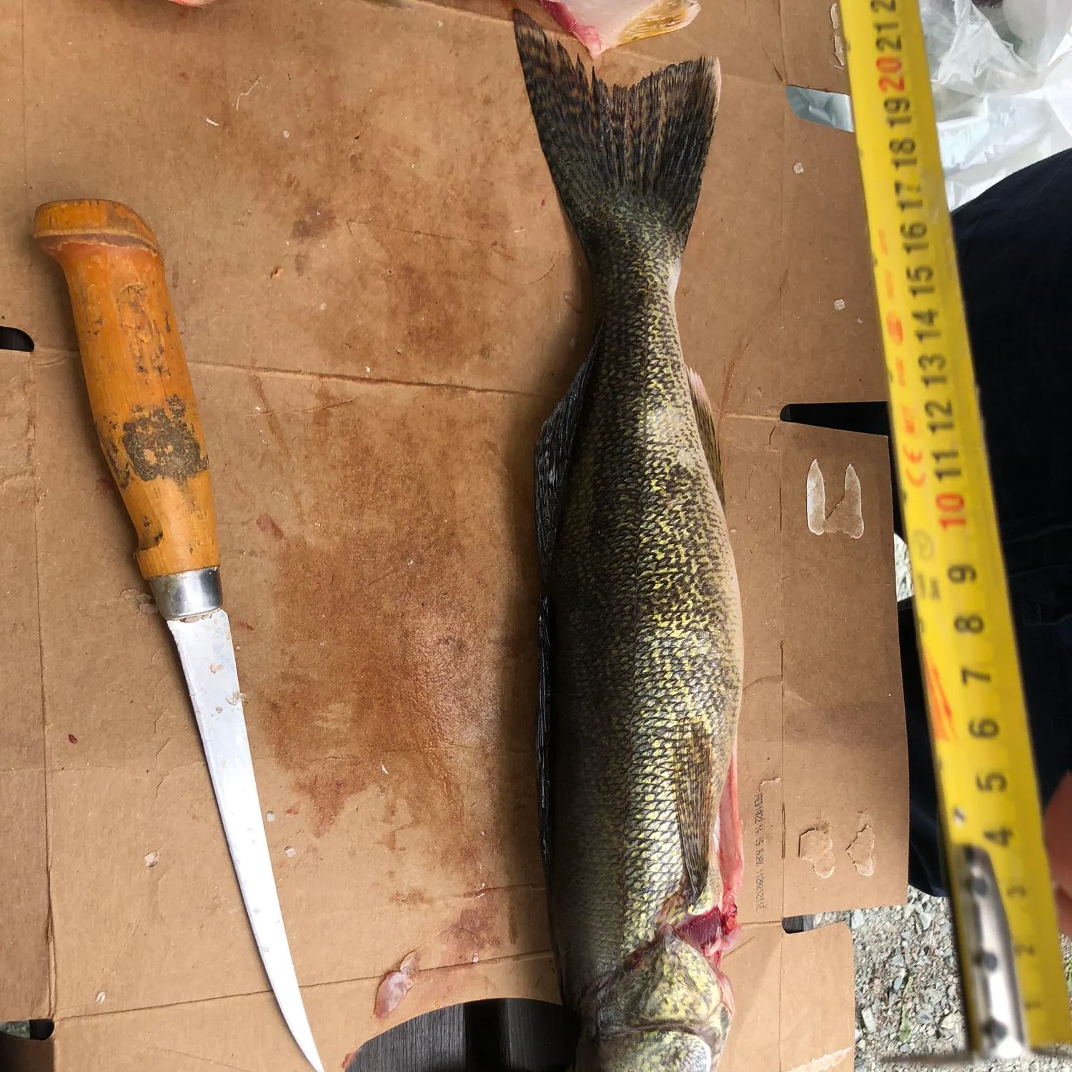 recently logged catches