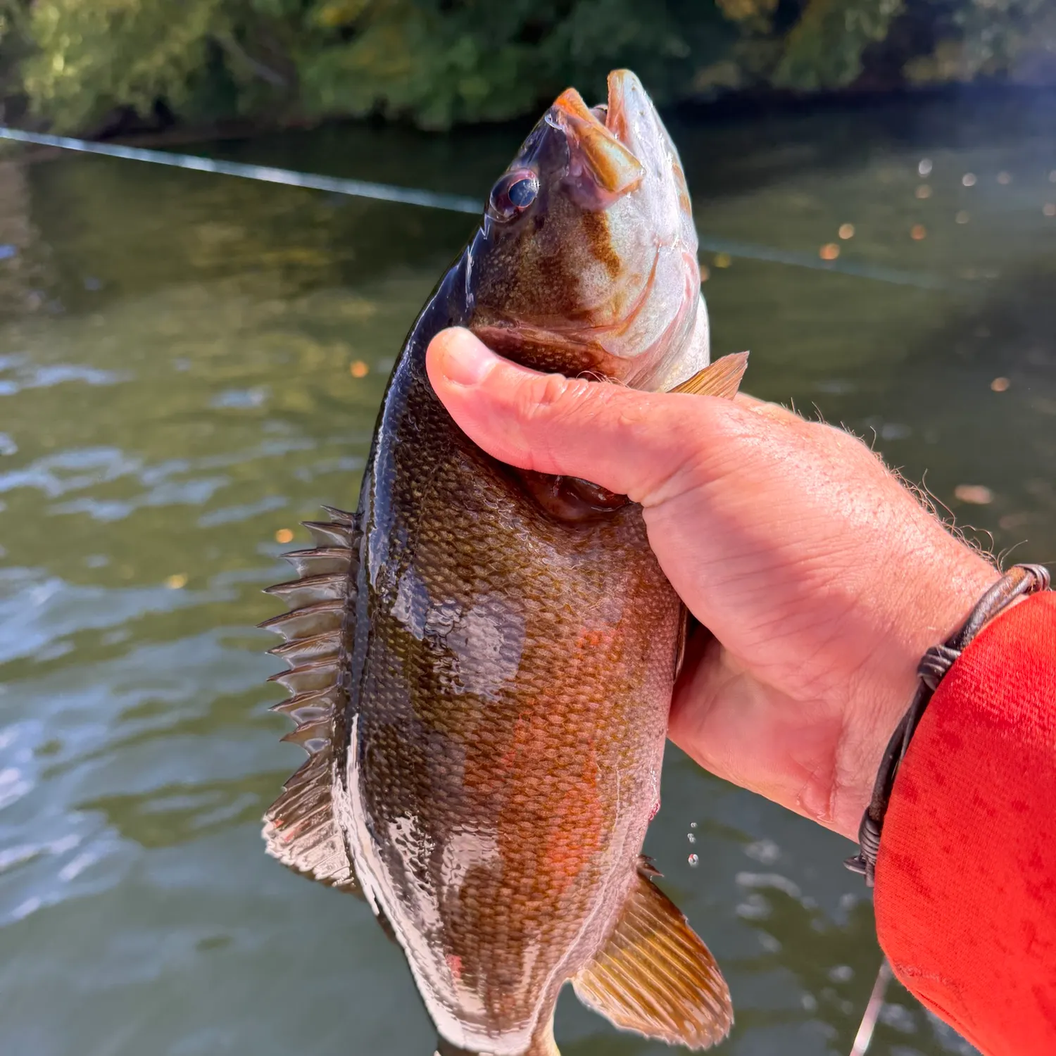 Smallmouth bass caught on Fishbrain