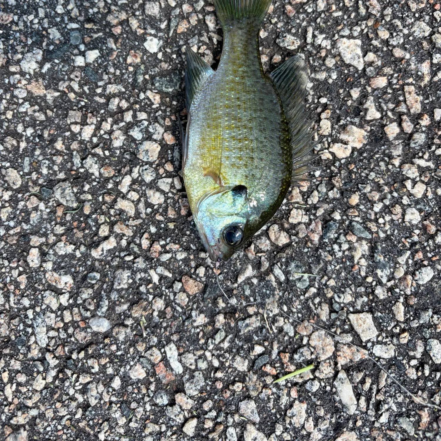 Bluegill caught on Fishbrain