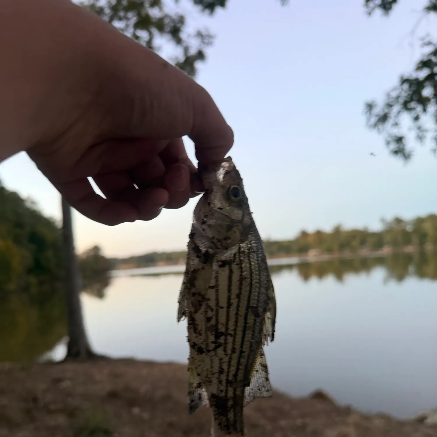 Yellow bass caught on Fishbrain