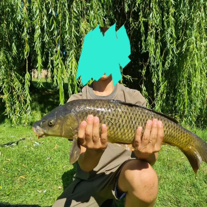 Common carp caught on Fishbrain