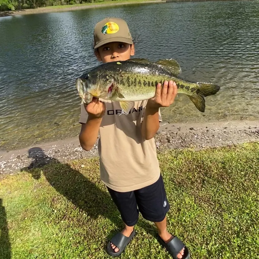 The most recent Redeye piranha catches on Fishbrain