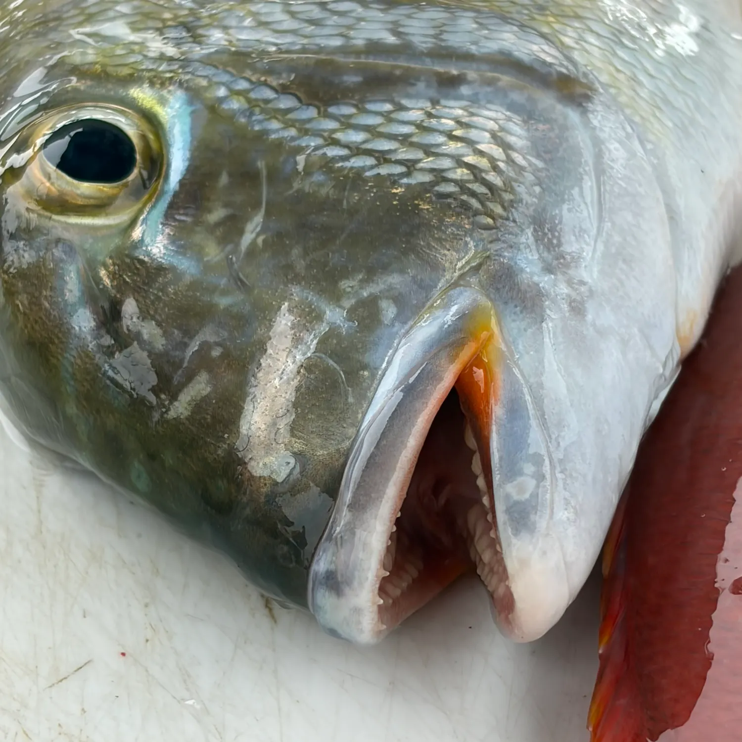 The most recent Jolthead porgy catches on Fishbrain