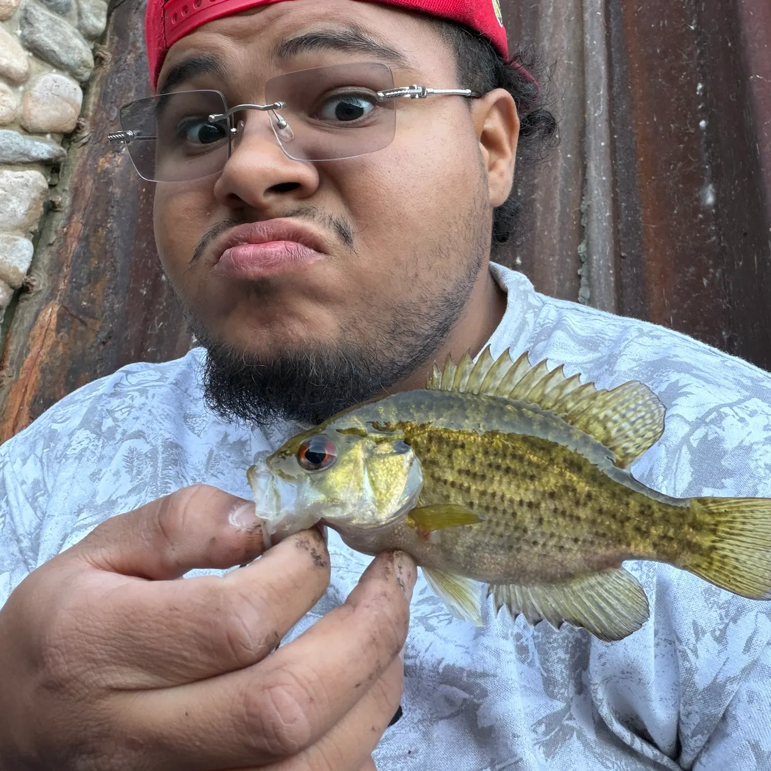Rock bass caught on Fishbrain
