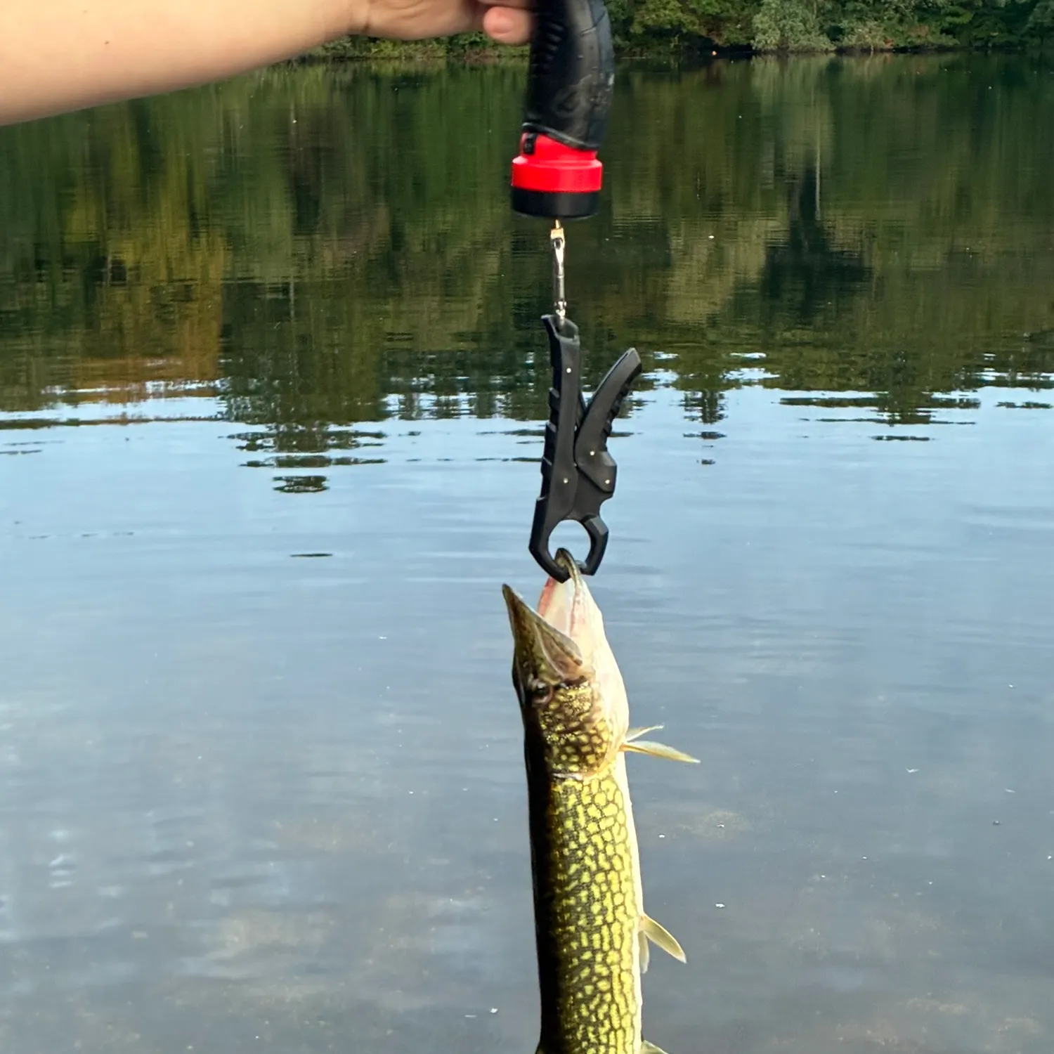Chain pickerel caught on Fishbrain
