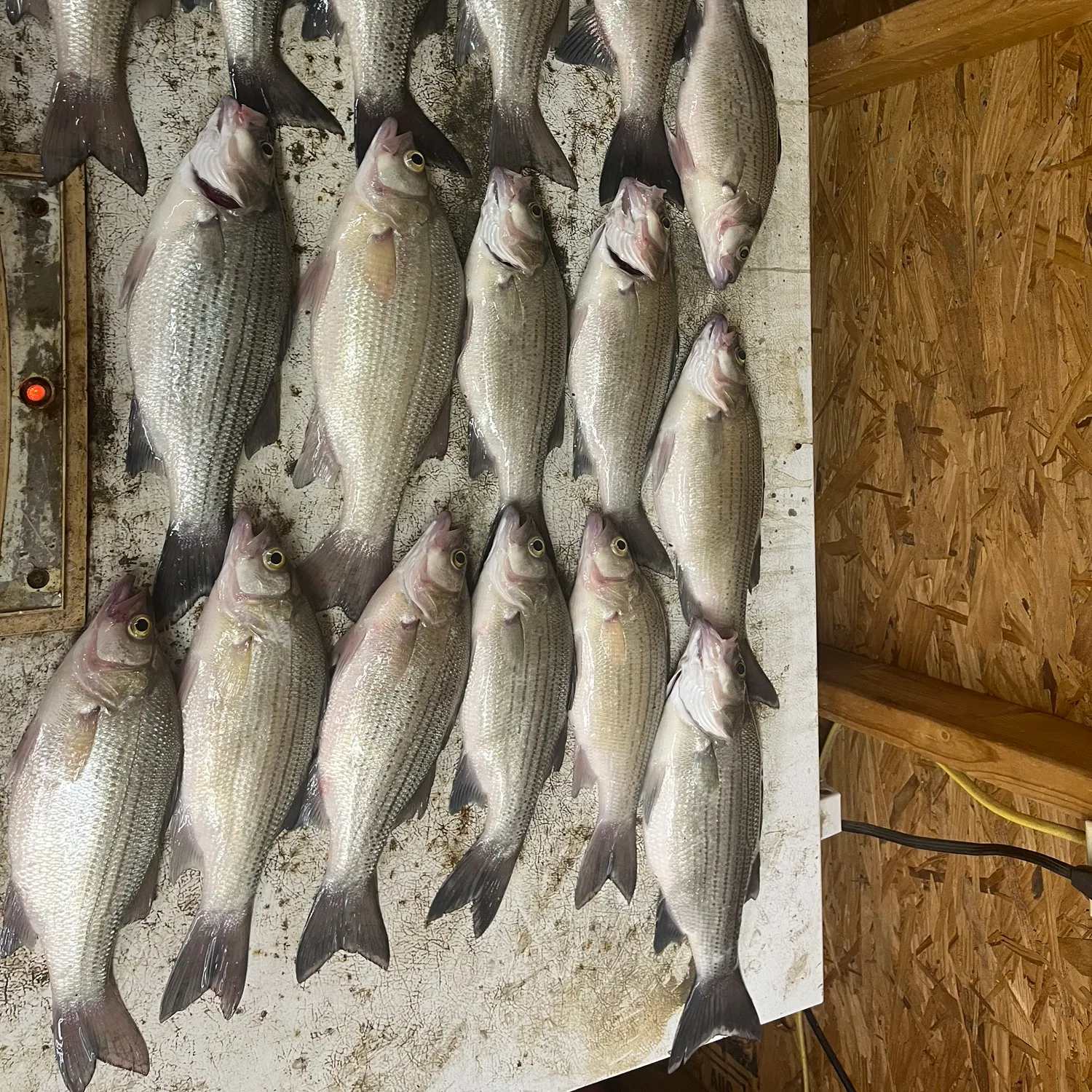 recently logged catches