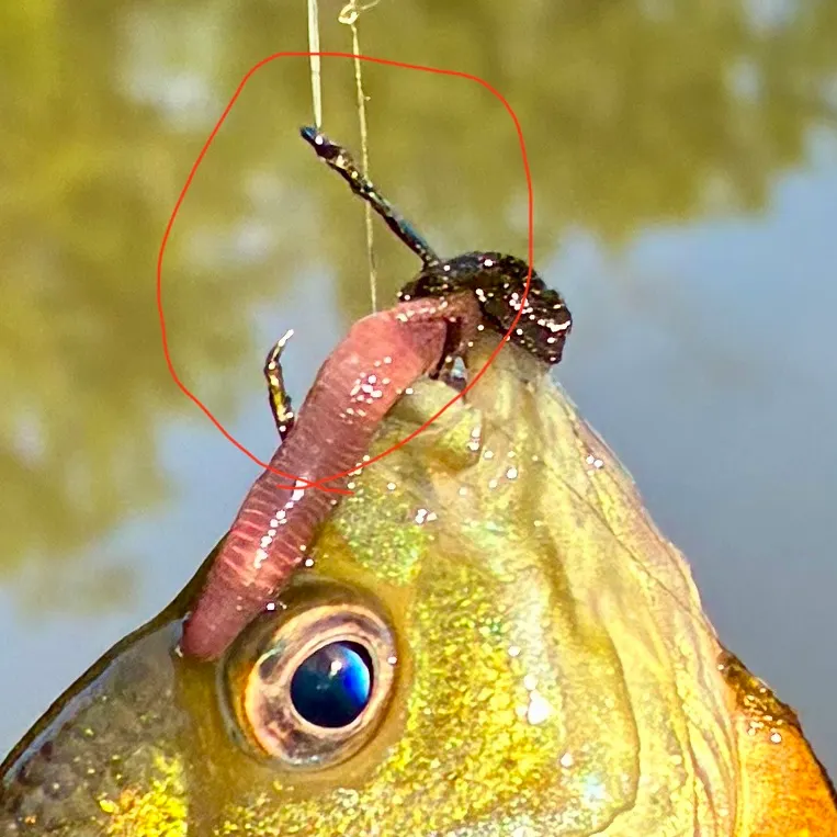 Fish caught on Fishbrain