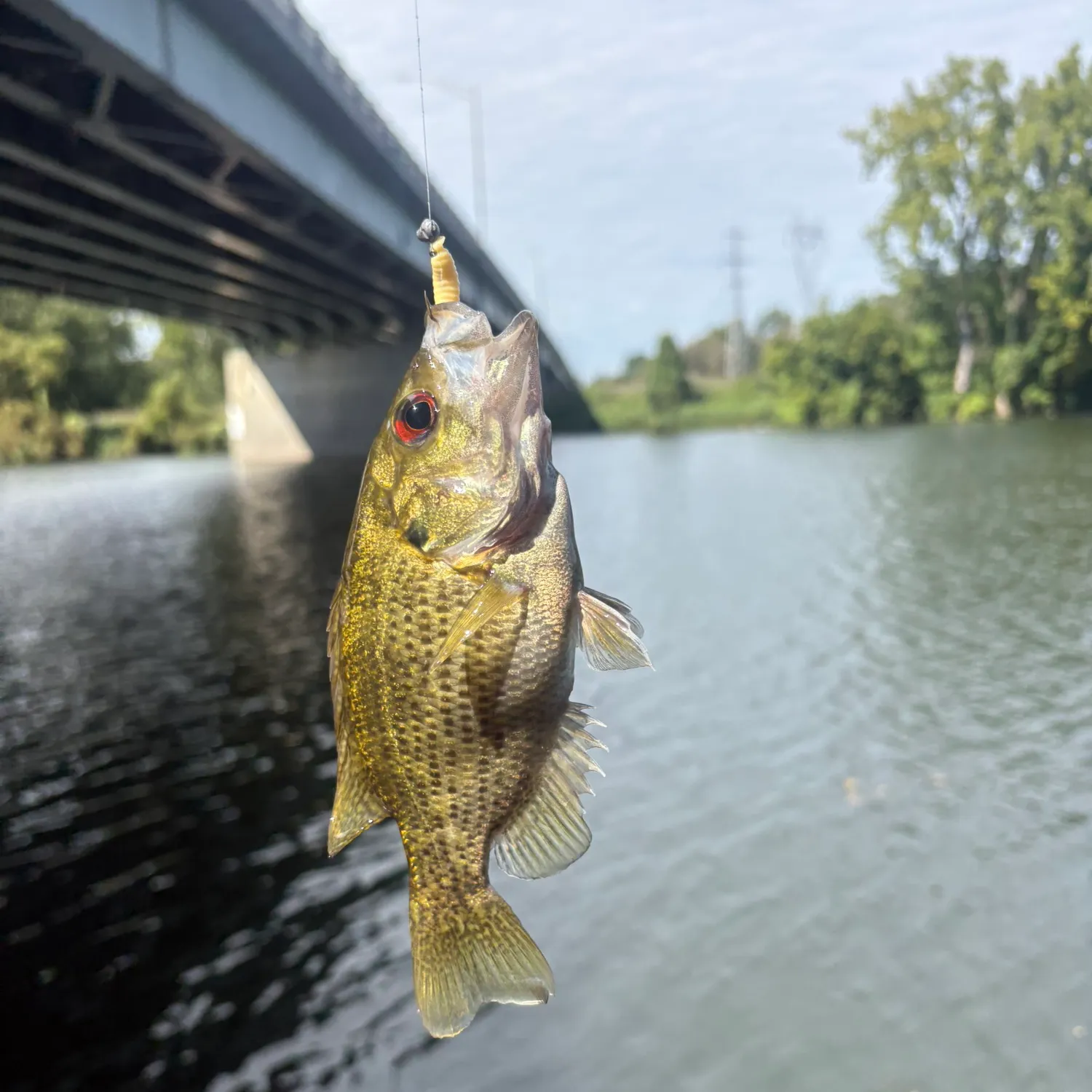 Rock bass caught on Fishbrain