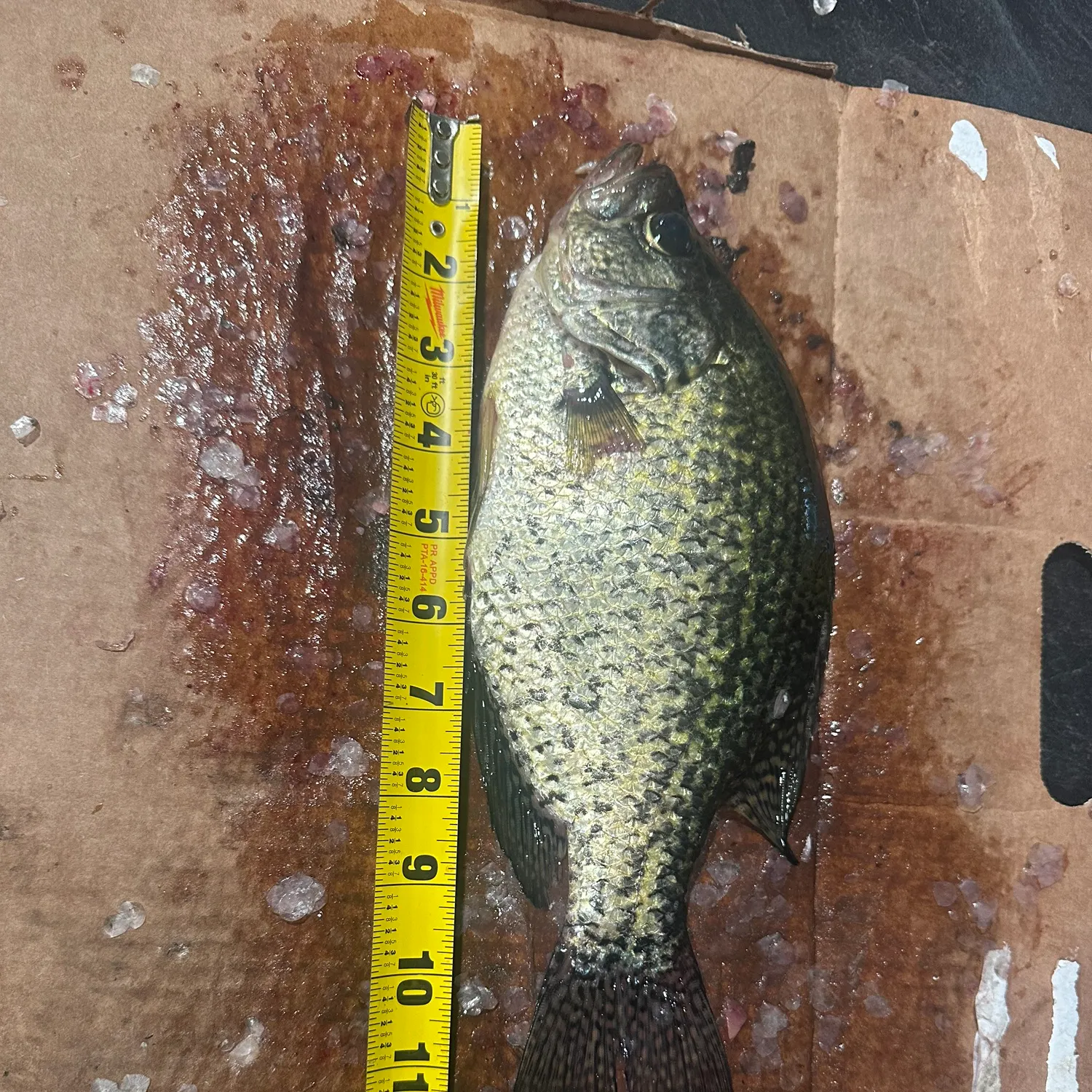 recently logged catches