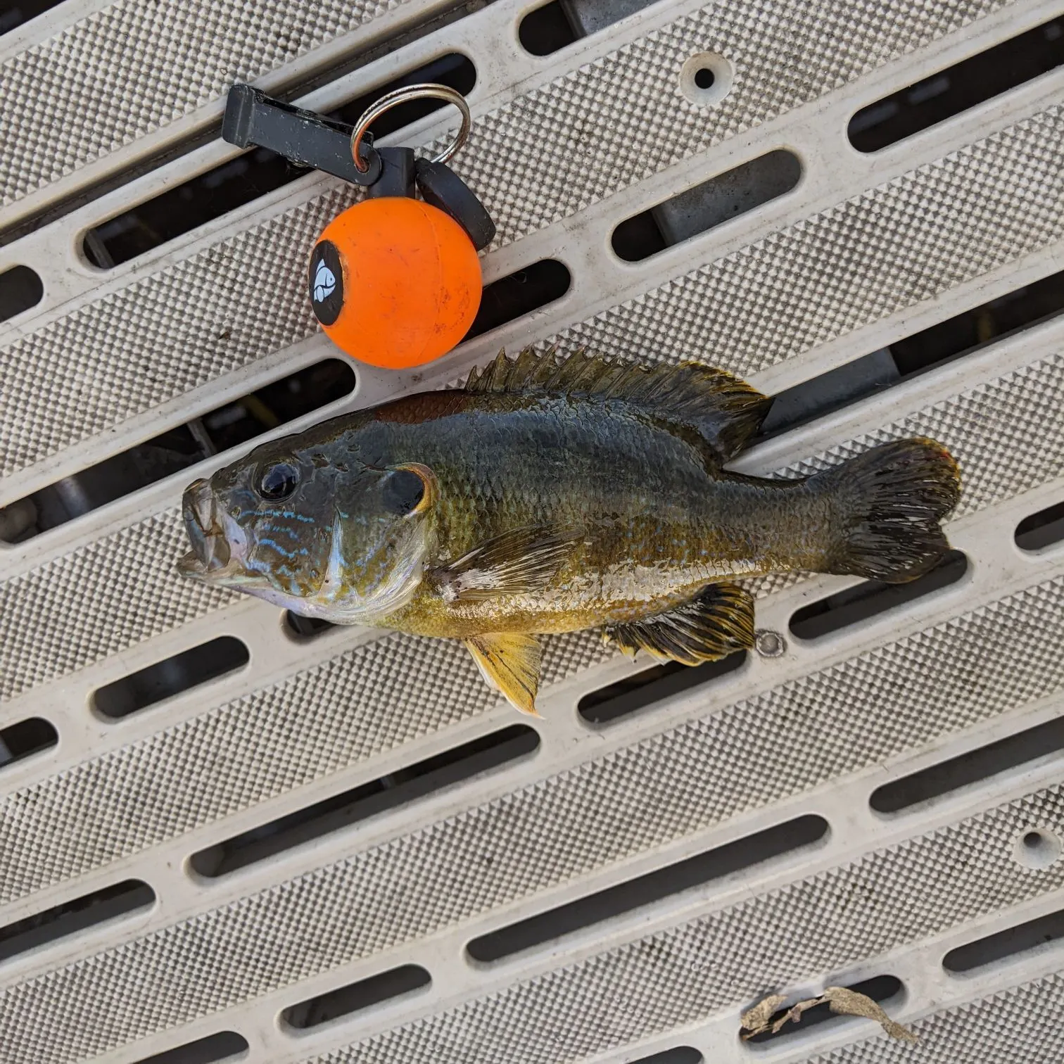 Green sunfish caught on Fishbrain