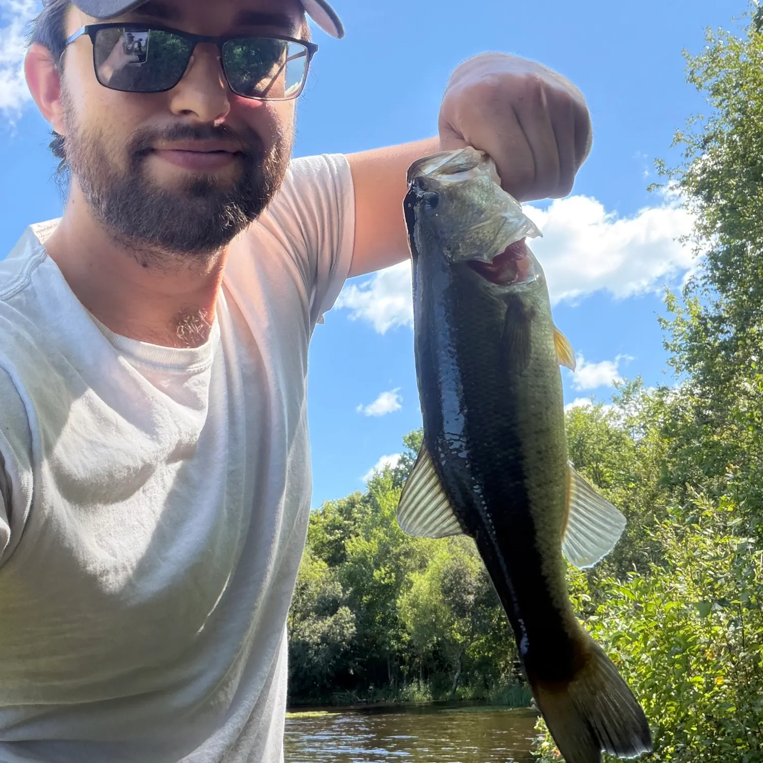 Largemouth bass caught on Fishbrain