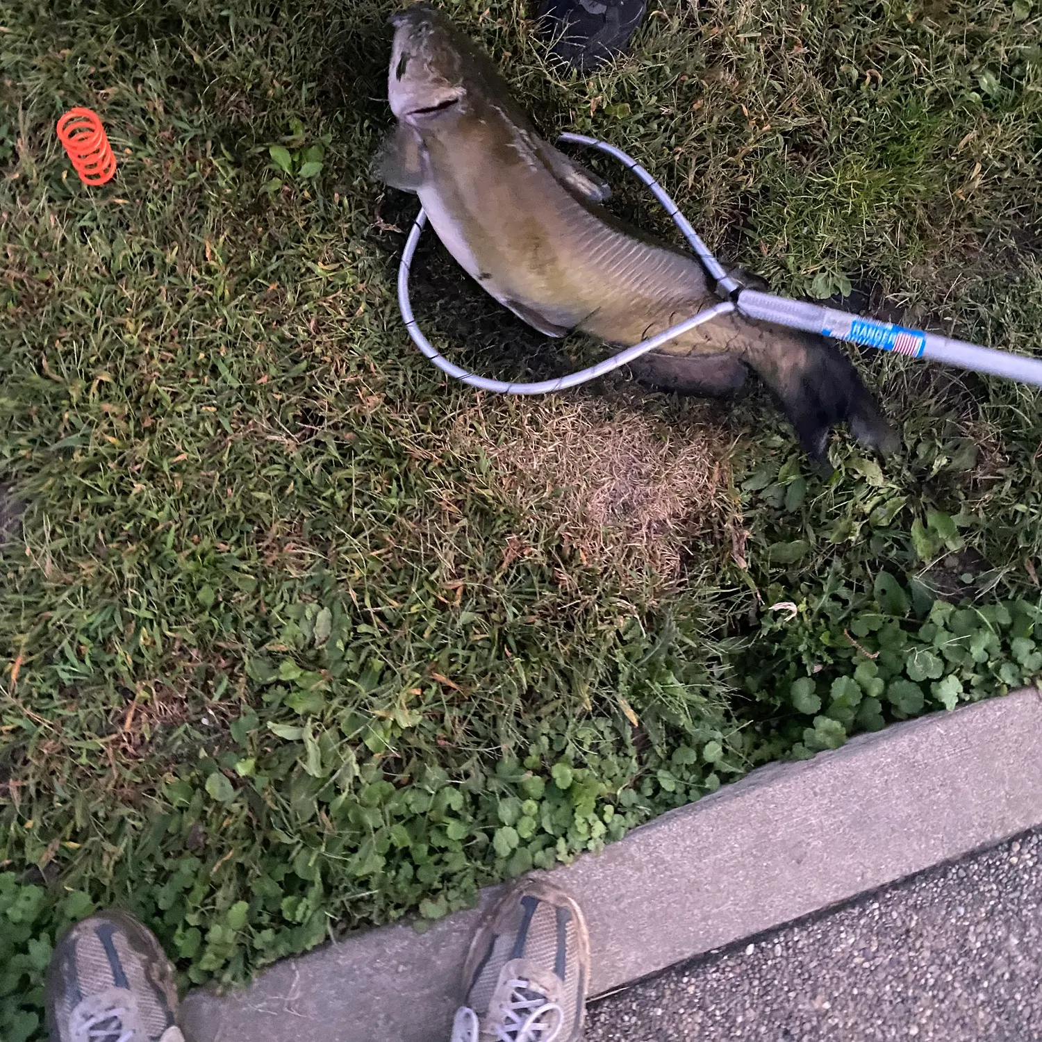 Channel catfish caught on Fishbrain