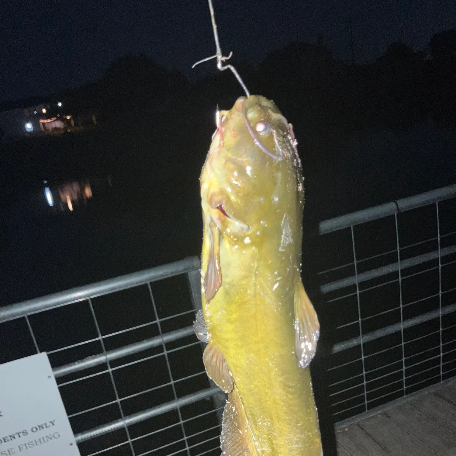 Yellow bullhead caught on Fishbrain