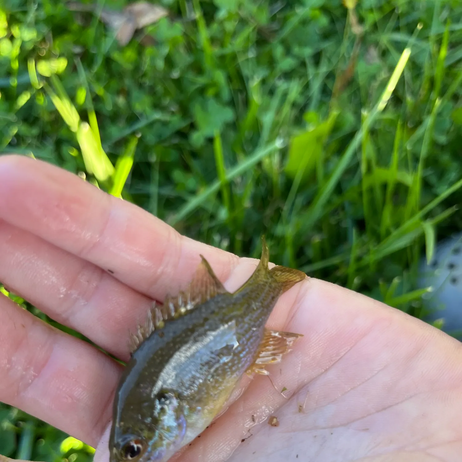 Green sunfish caught on Fishbrain