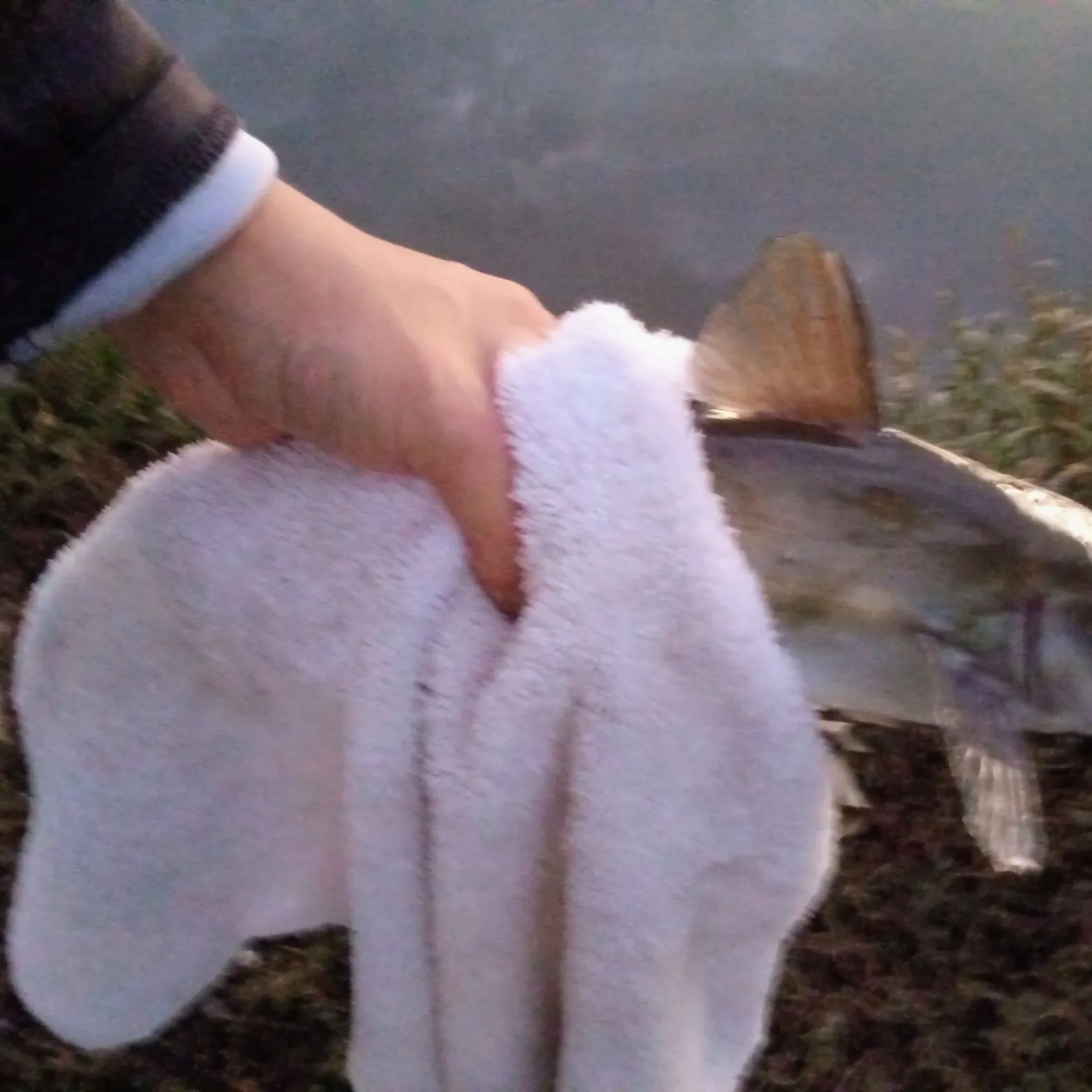 Channel catfish caught on Fishbrain