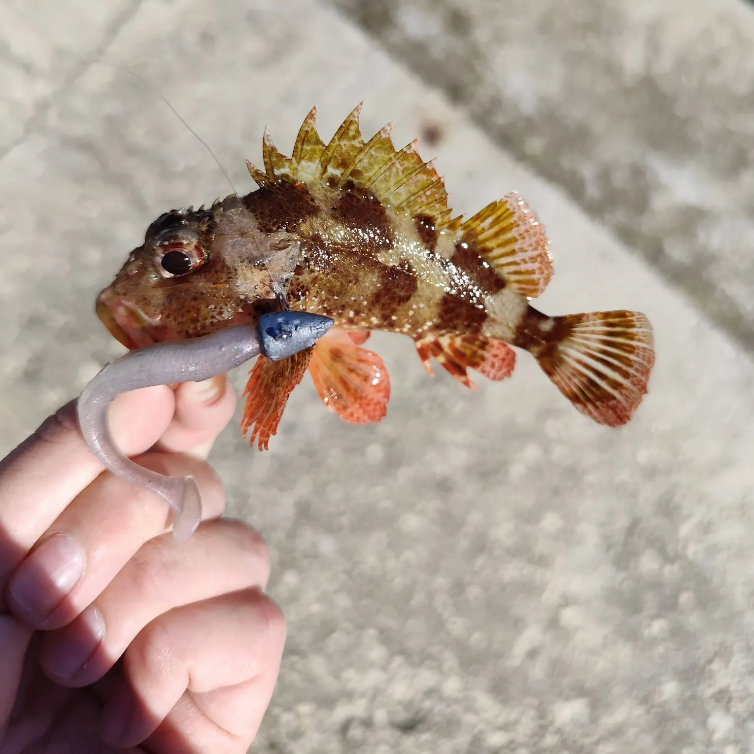 The most recent Madeira rockfish catches on Fishbrain