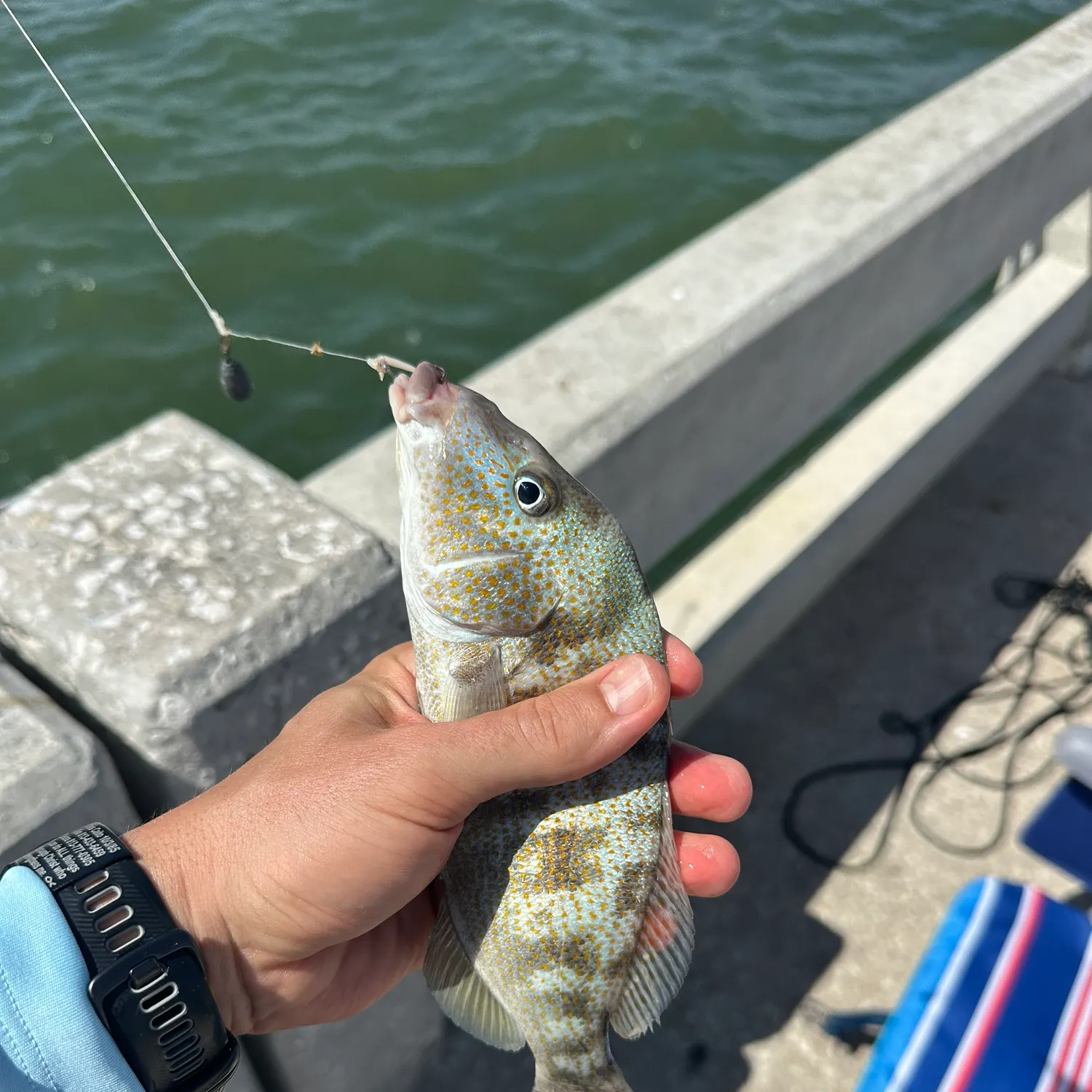 Sand perch caught on Fishbrain