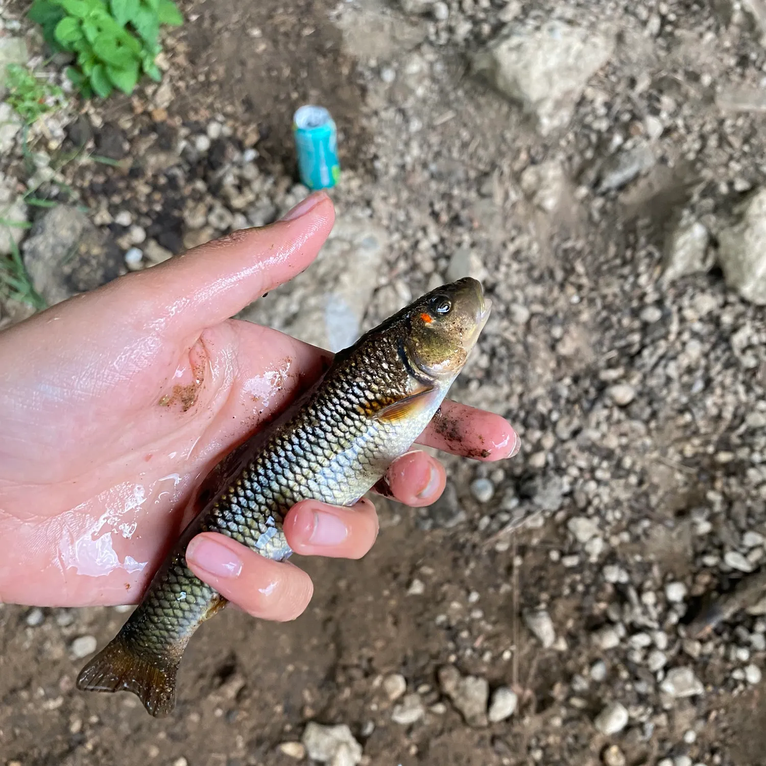 Hornyhead chub caught on Fishbrain