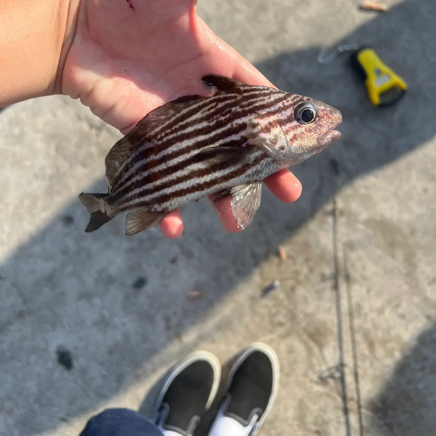 The most recent Highhat catches on Fishbrain