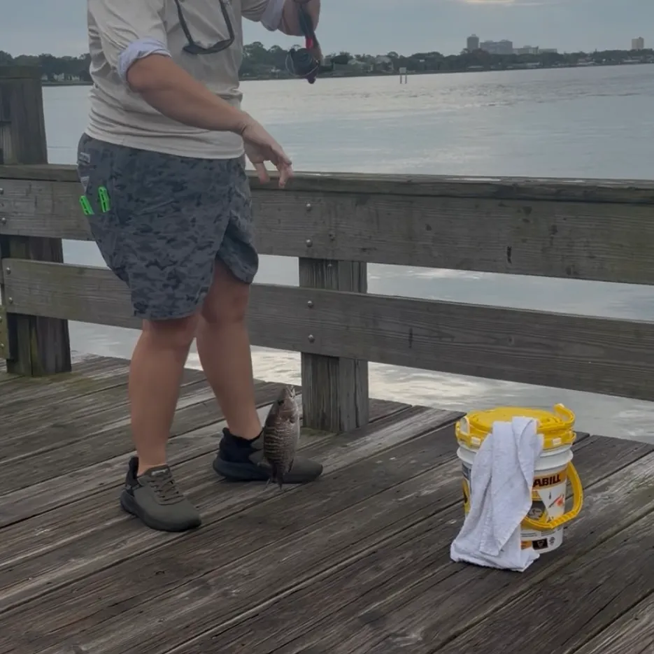 Mangrove snapper caught on Fishbrain