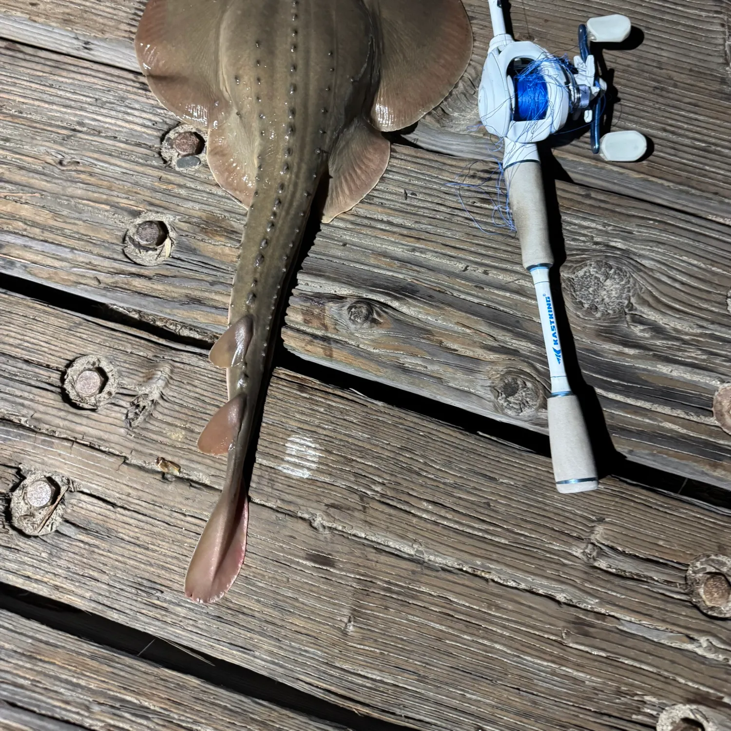 Thornback guitarfish caught on Fishbrain