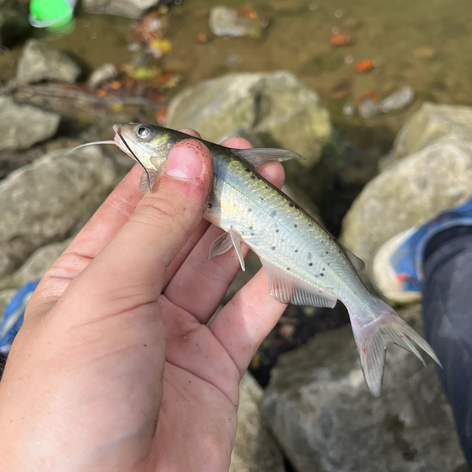 Channel catfish caught on Fishbrain
