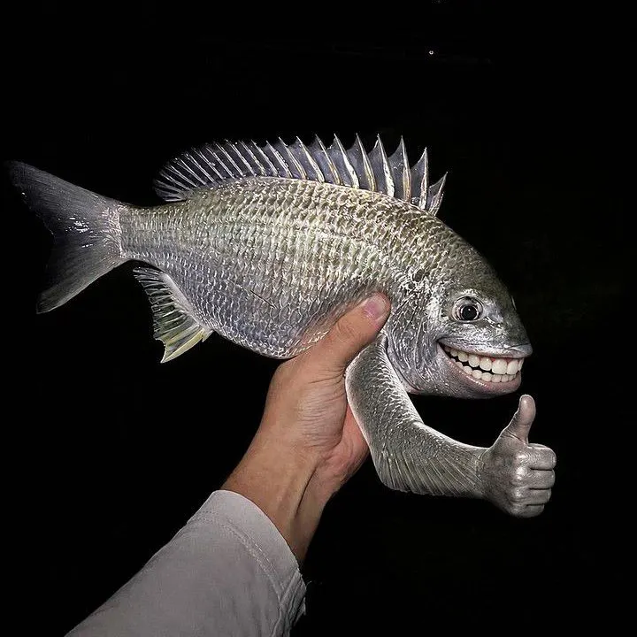The most recent Surf bream catches on Fishbrain