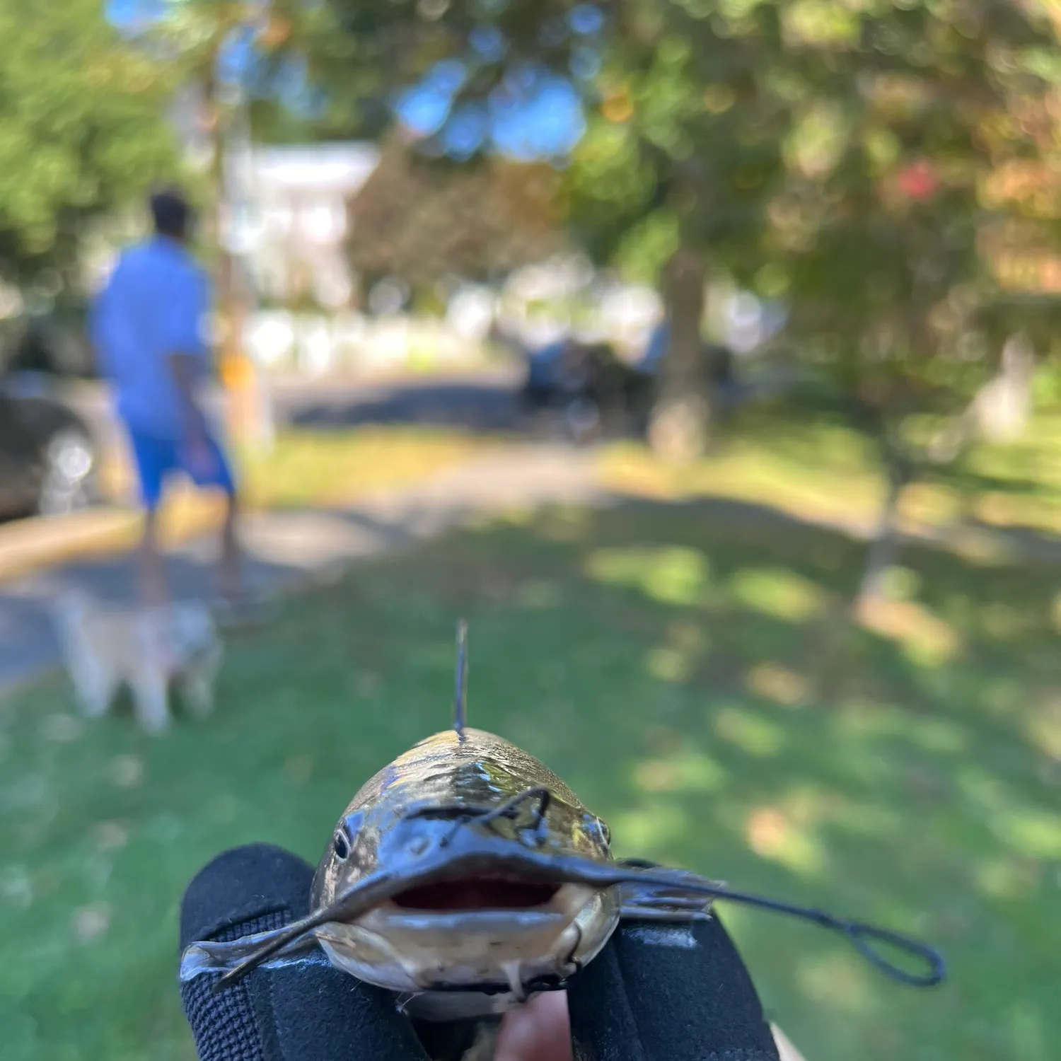 Black bullhead caught on Fishbrain