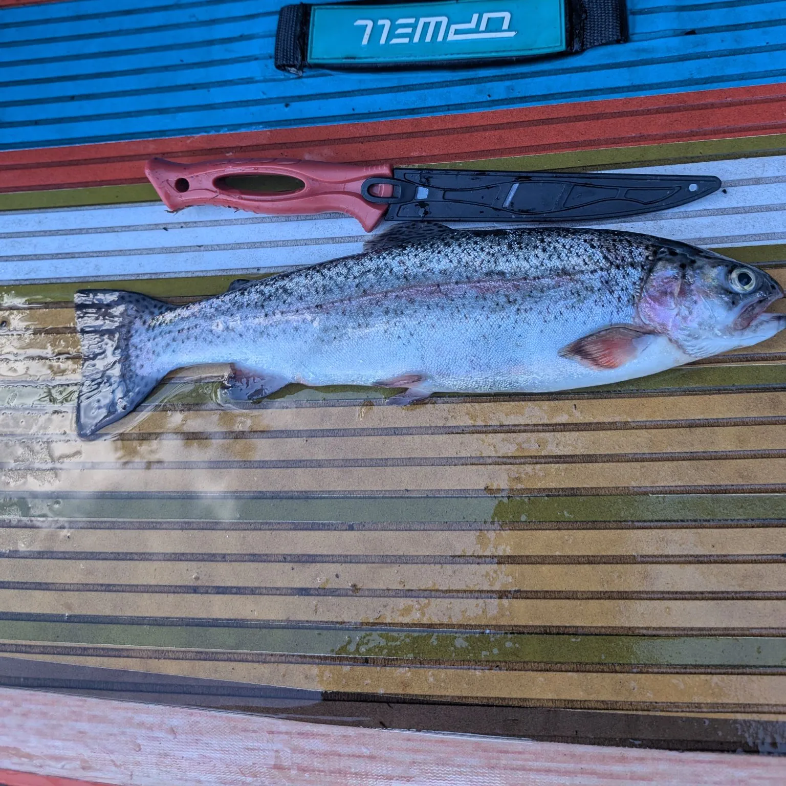 Rainbow trout caught on Fishbrain