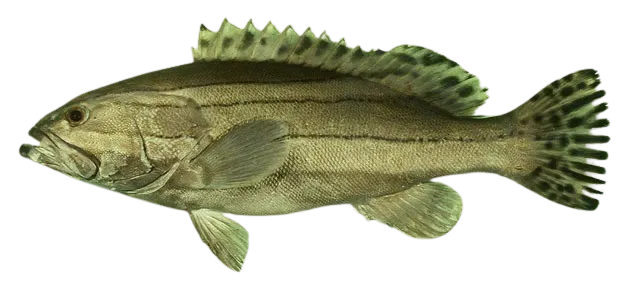 Striped grouper
