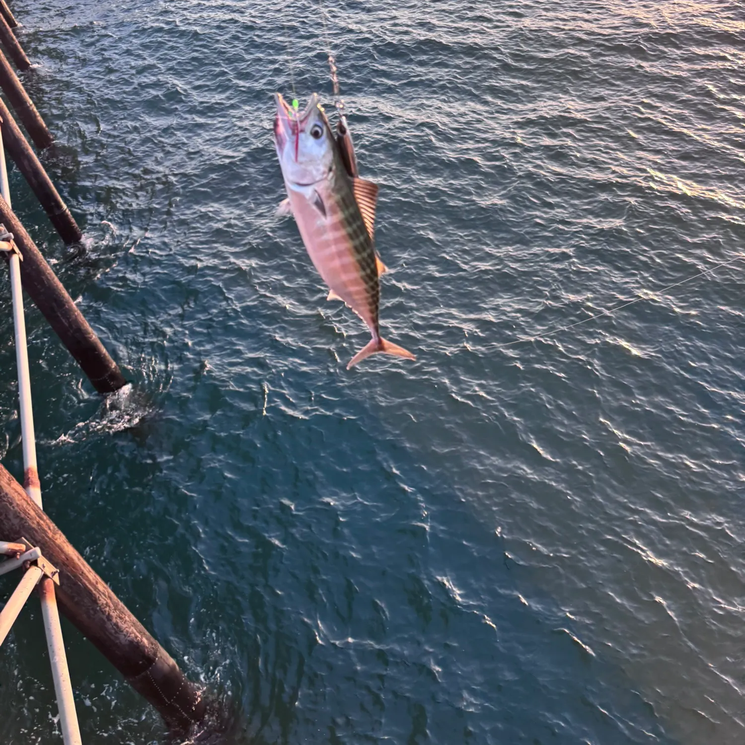 The most recent Pacific bonito catches on Fishbrain