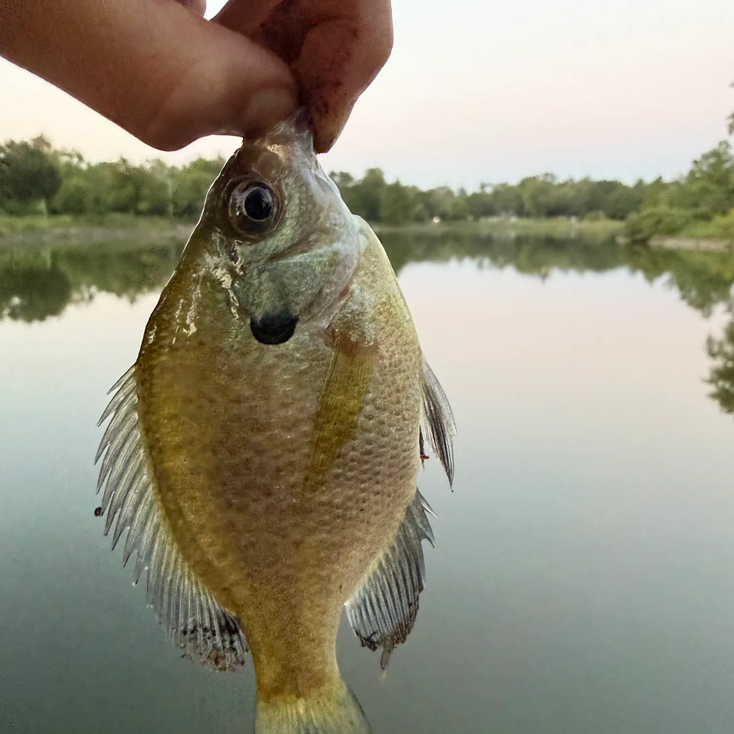 Bluegill caught on Fishbrain