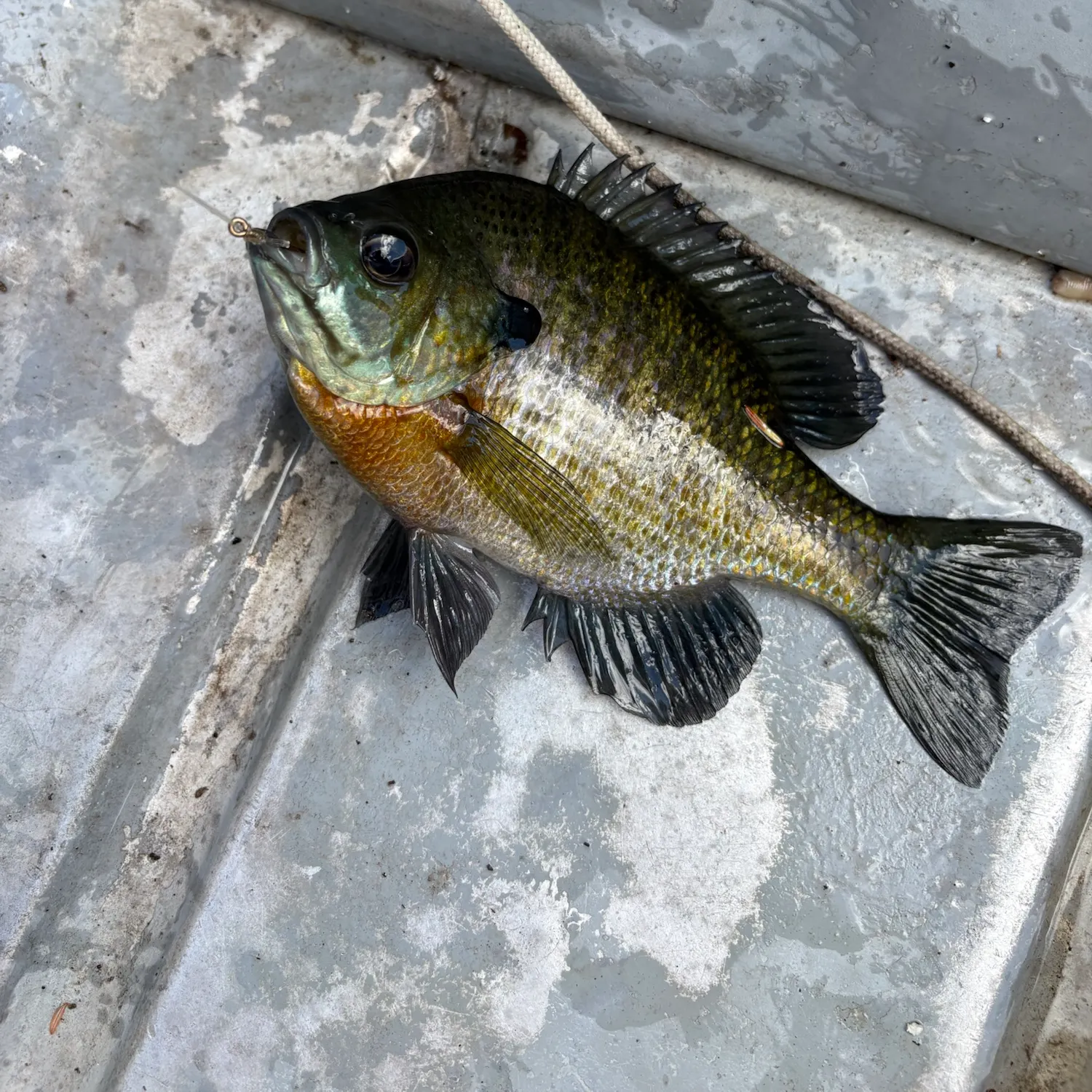 Bluegill caught on Fishbrain